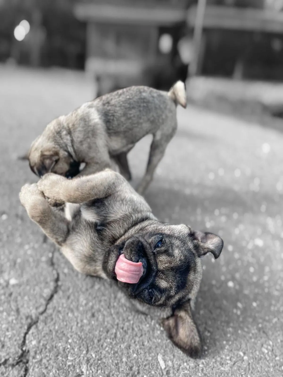 Animals in Polonezköy Country Club & Accommodation in the Wildlife Park!