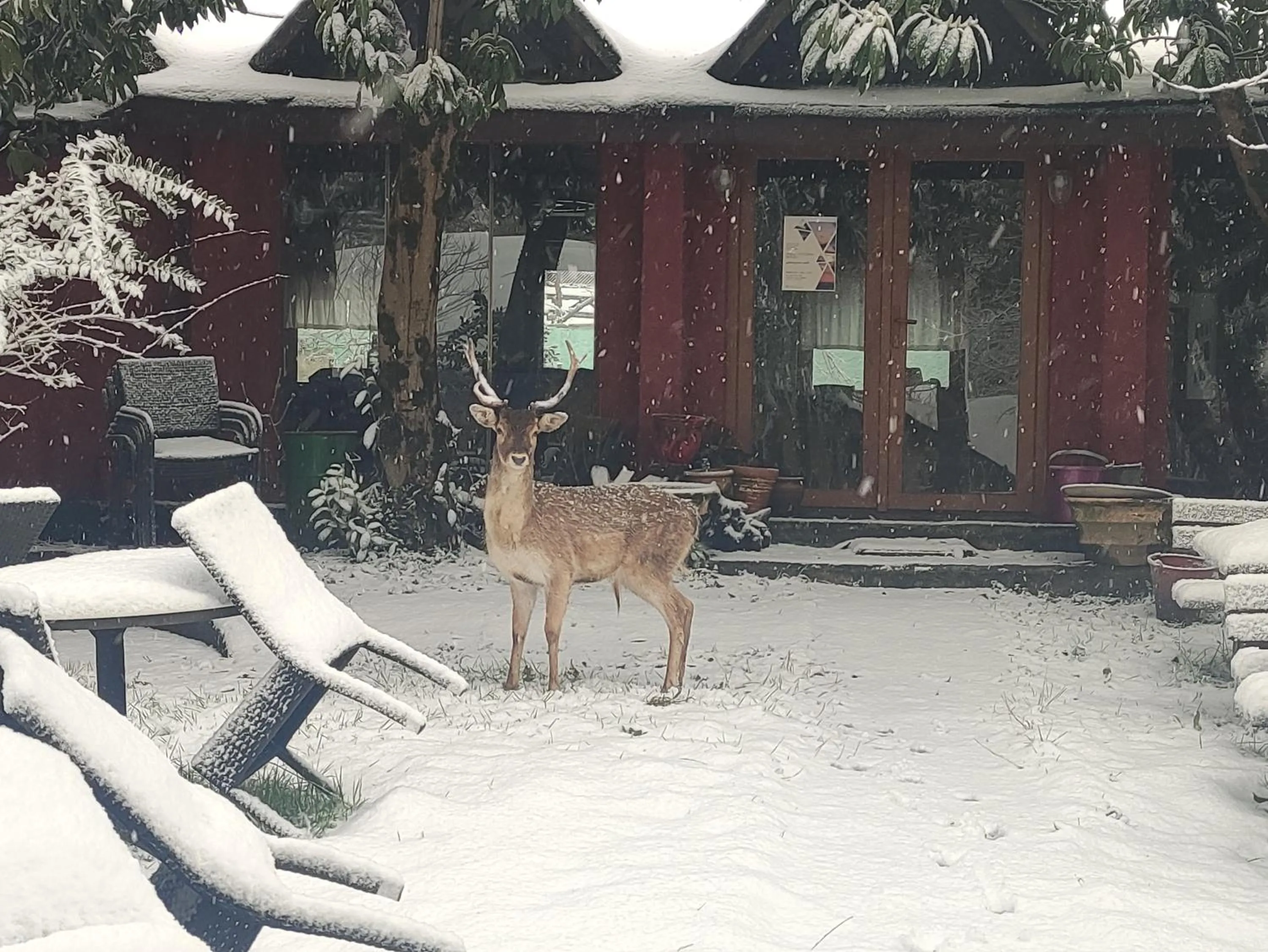 Animals in Polonezköy Country Club & Accommodation in the Wildlife Park!