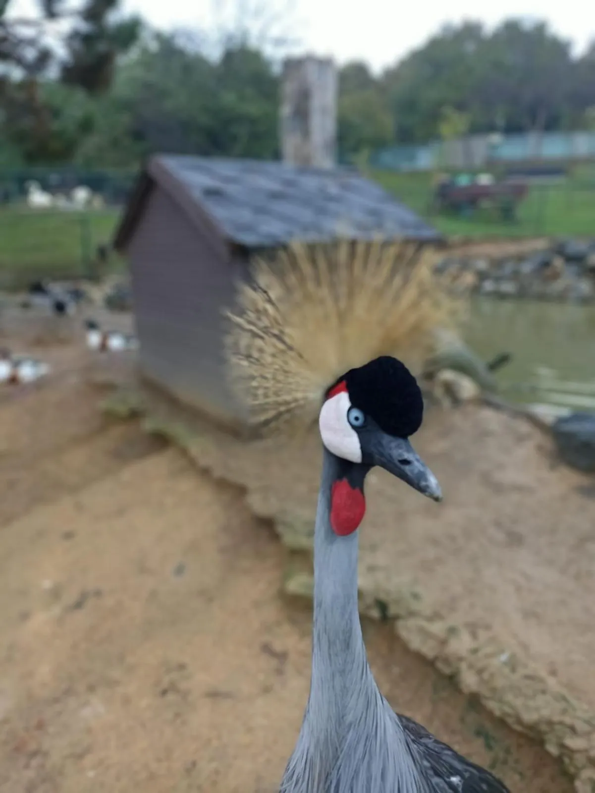 Animals in Polonezköy Country Club & Accommodation in the Wildlife Park!