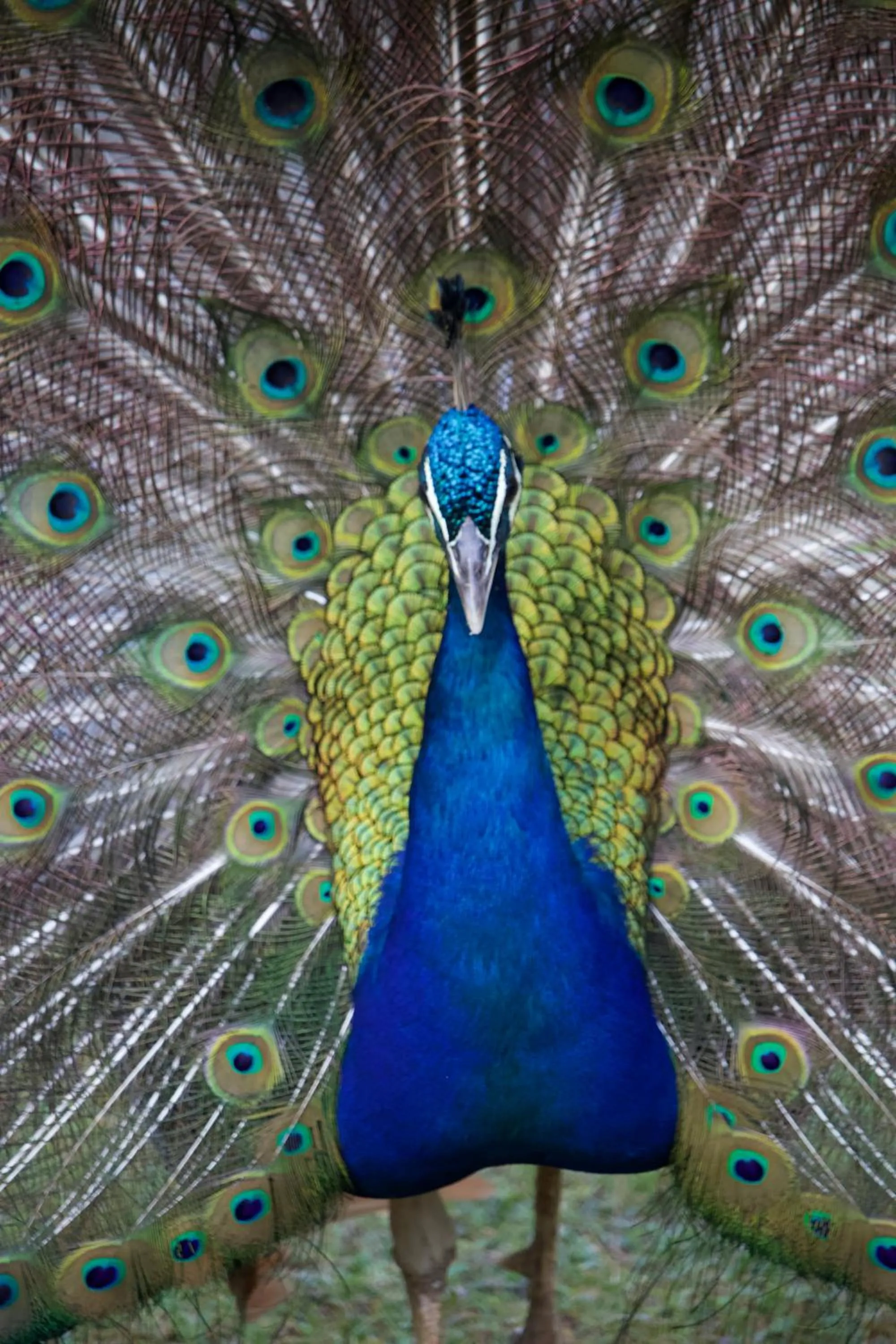 Animals in Polonezköy Country Club & Accommodation in the Wildlife Park!