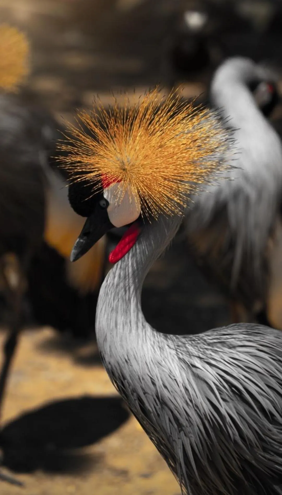 Animals in Polonezköy Country Club & Accommodation in the Wildlife Park!