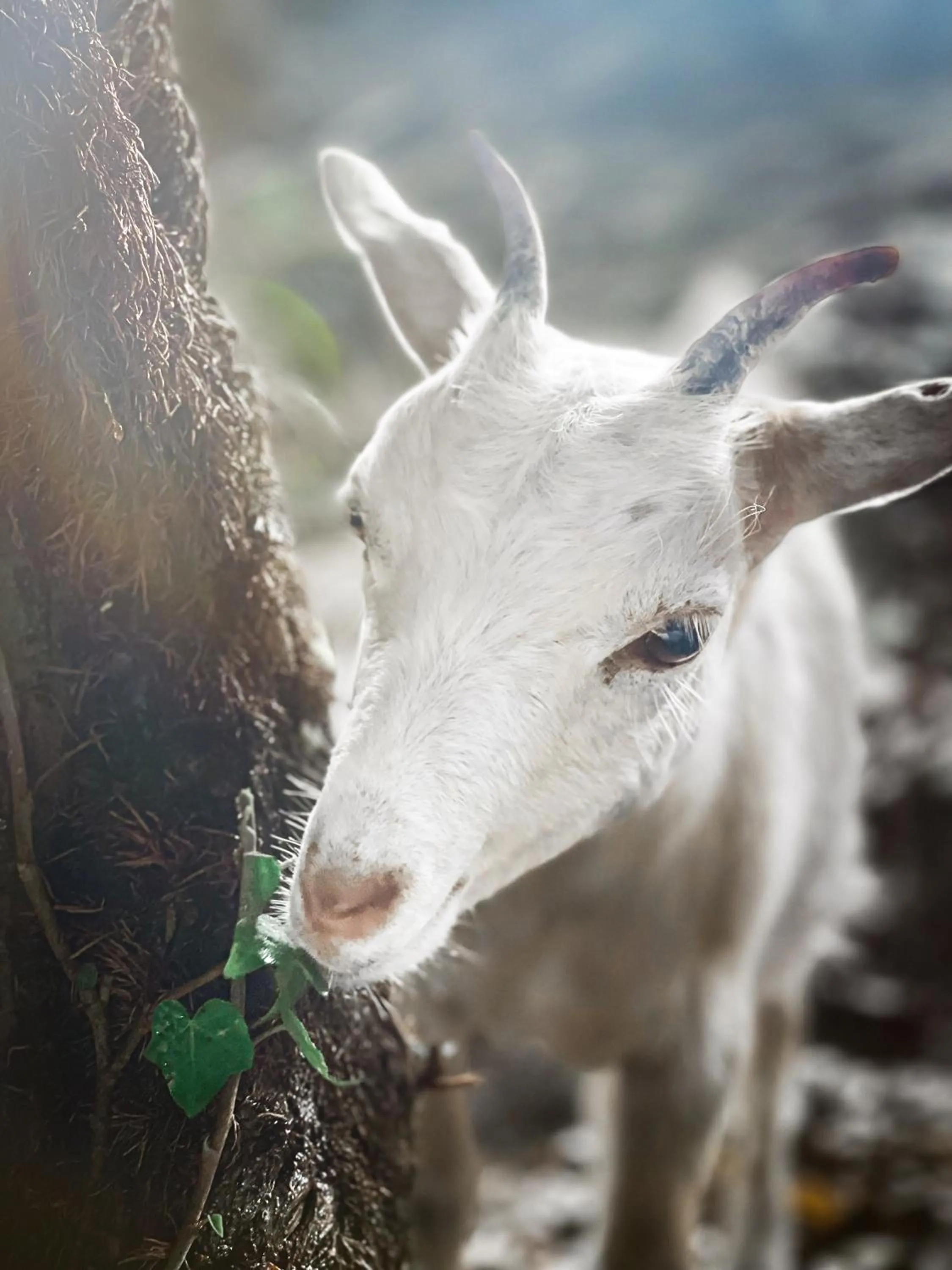 Animals in Polonezköy Country Club & Accommodation in the Wildlife Park!