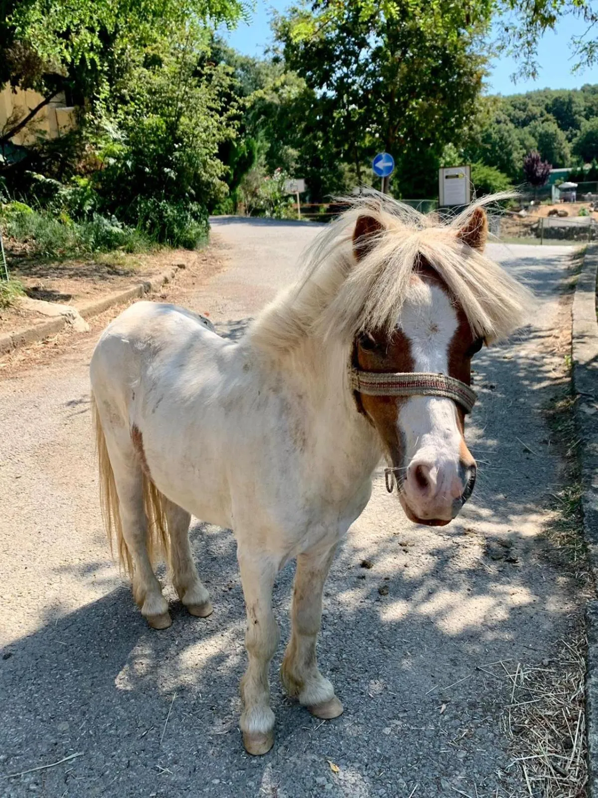 Animals in Polonezköy Country Club & Accommodation in the Wildlife Park!