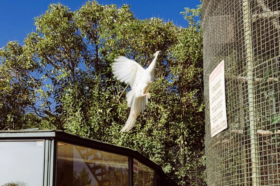 Animals in Polonezköy Country Club & Accommodation in the Wildlife Park!