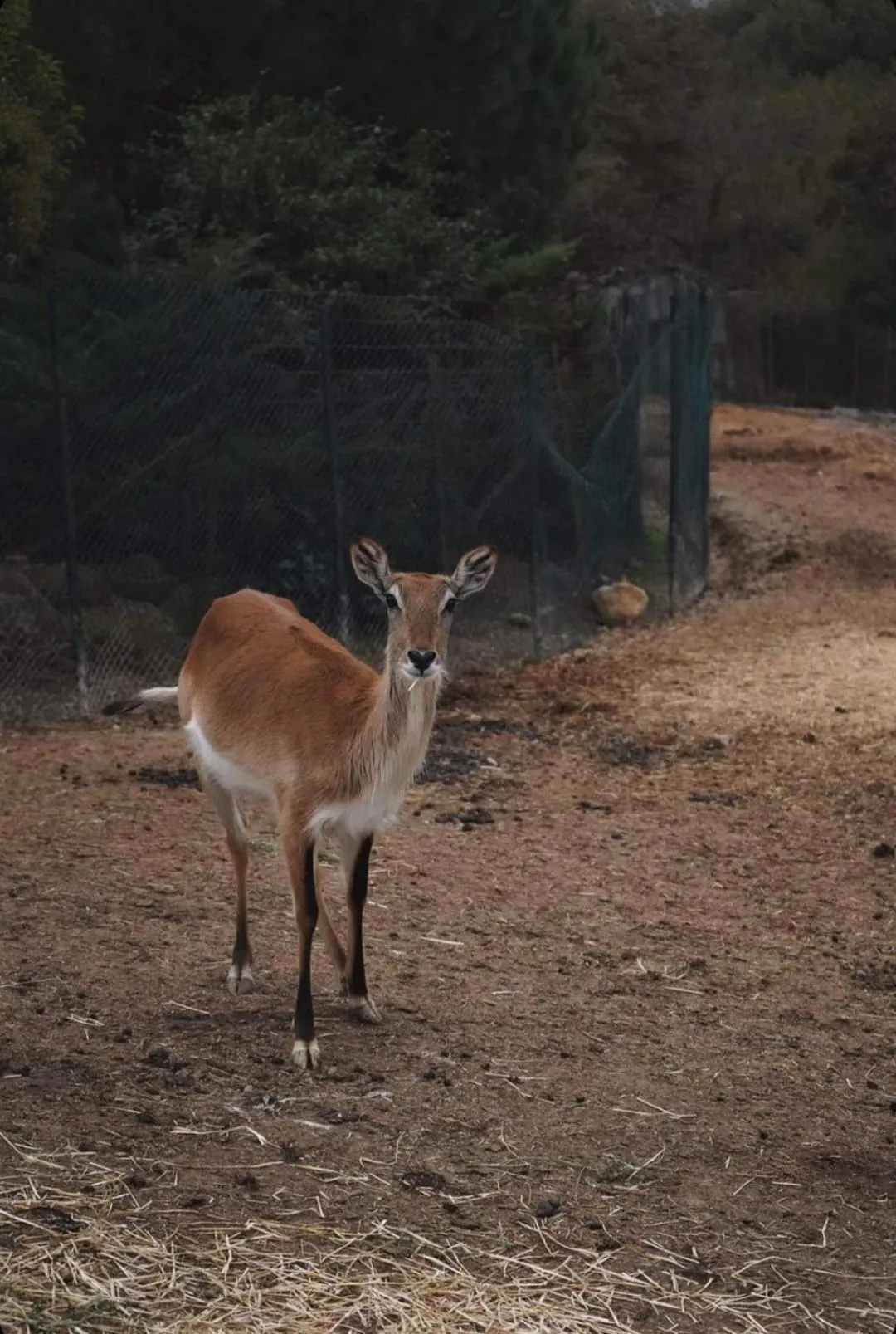 Animals in Polonezköy Country Club & Accommodation in the Wildlife Park!