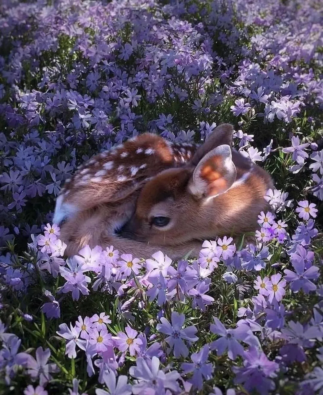 Animals in Polonezköy Country Club & Accommodation in the Wildlife Park!