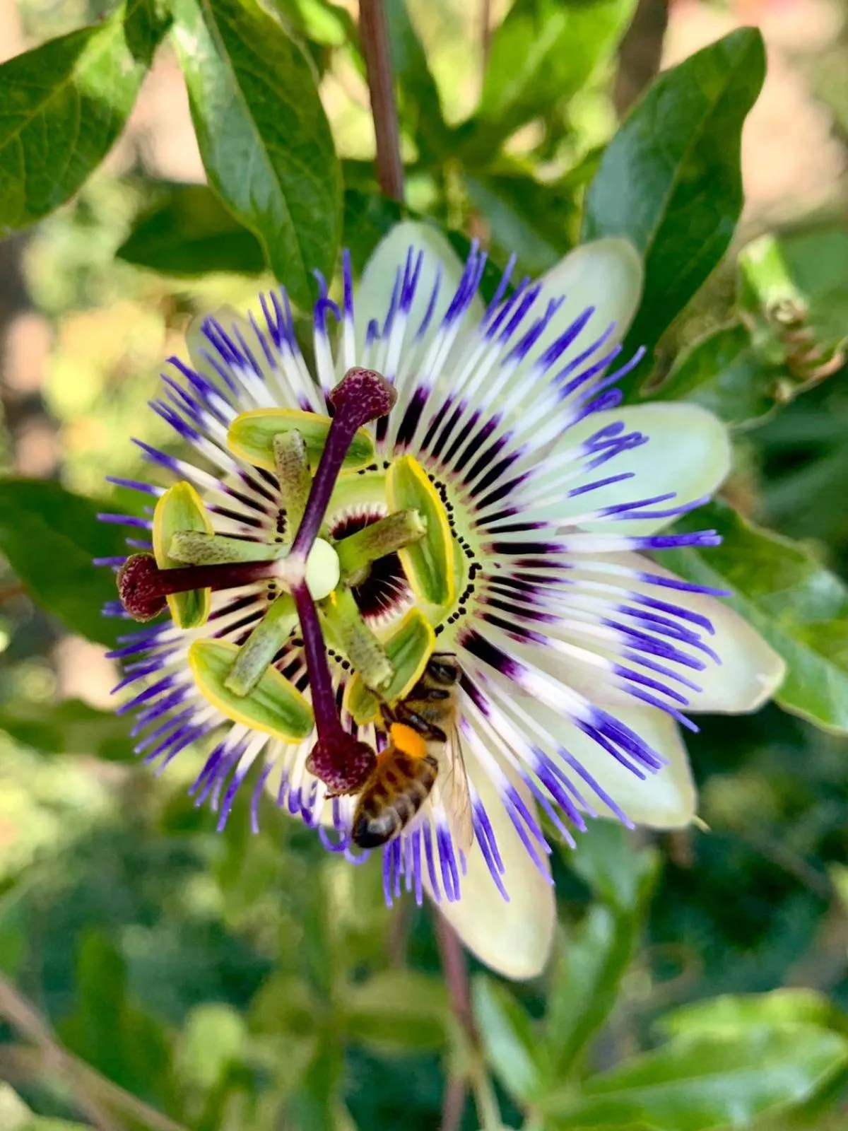 BBQ facilities in Polonezköy Country Club & Accommodation in the Wildlife Park!