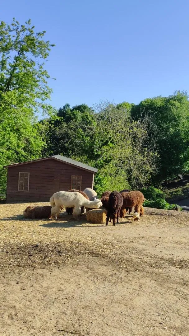 Animals in Polonezköy Country Club & Accommodation in the Wildlife Park!