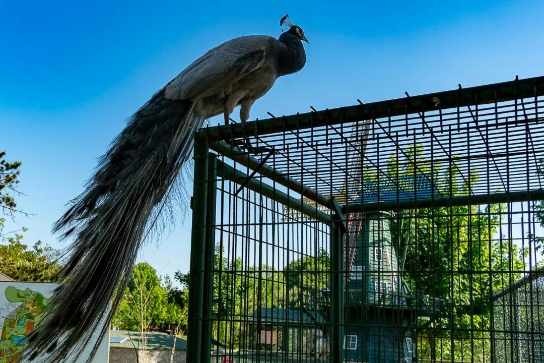 Animals in Polonezköy Country Club & Accommodation in the Wildlife Park!