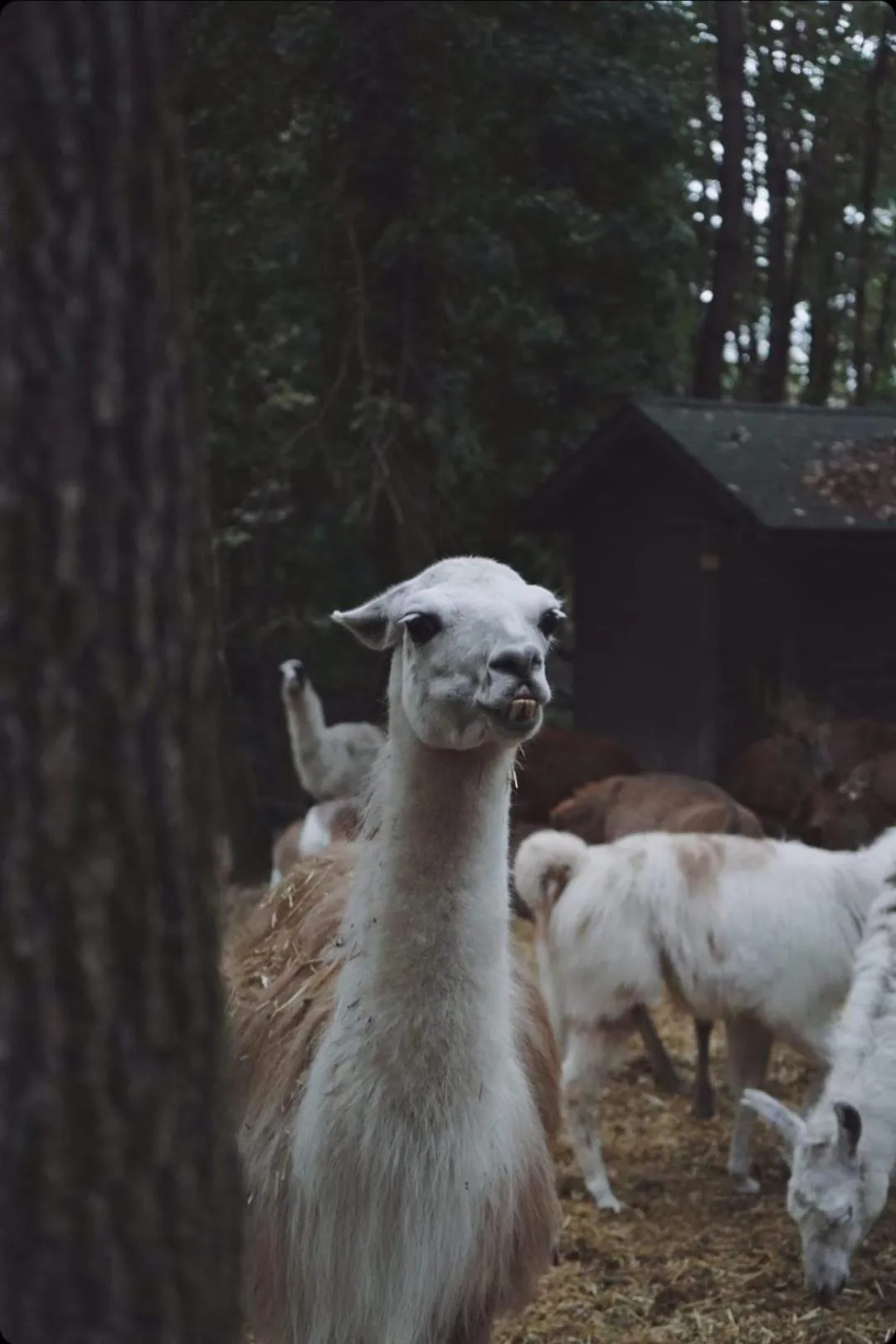 Animals in Polonezköy Country Club & Accommodation in the Wildlife Park!