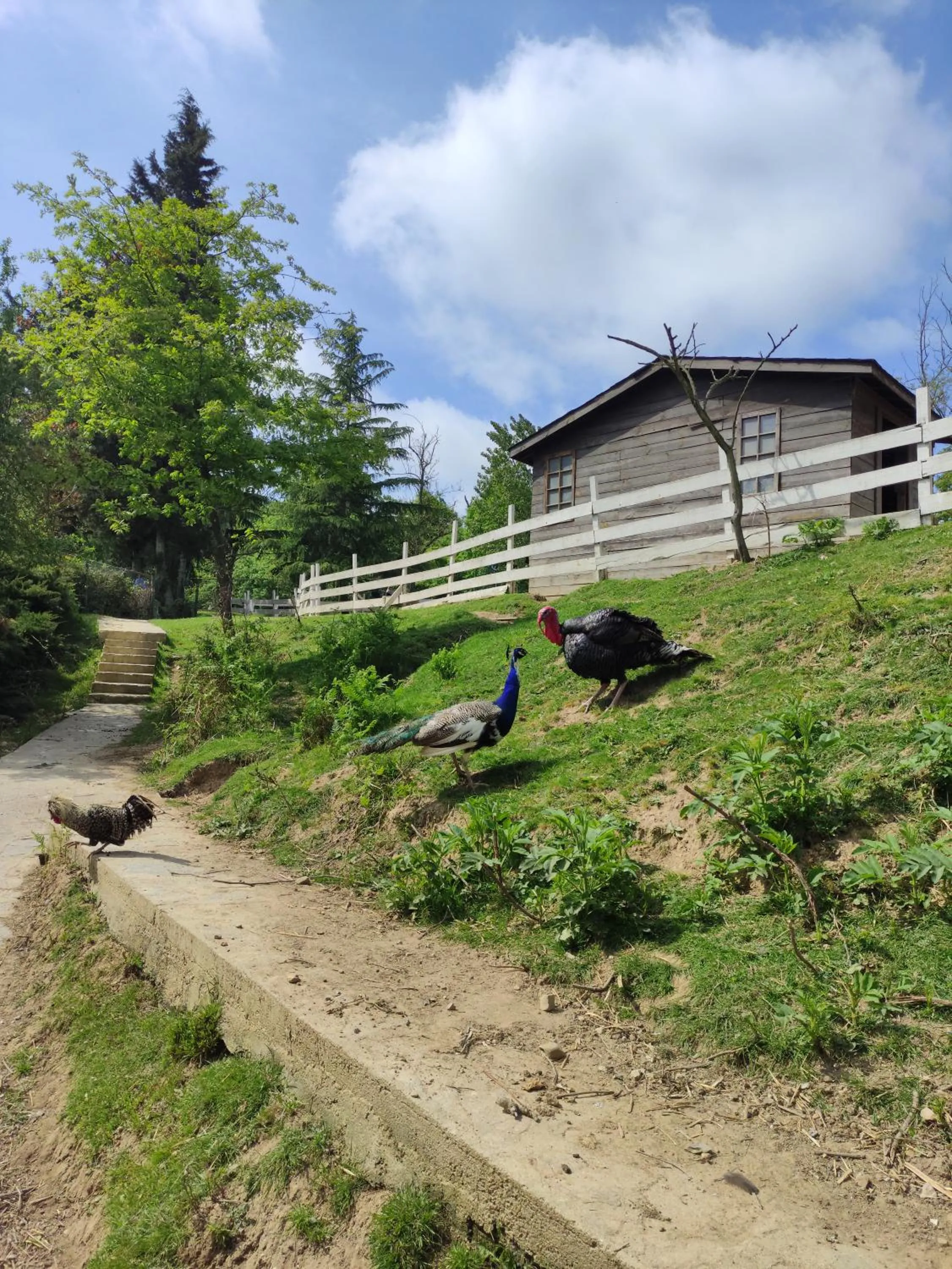 Garden in Polonezköy Country Club & Accommodation in the Wildlife Park!