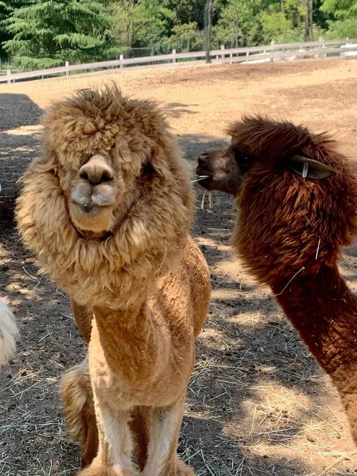 Animals in Polonezköy Country Club & Accommodation in the Wildlife Park!