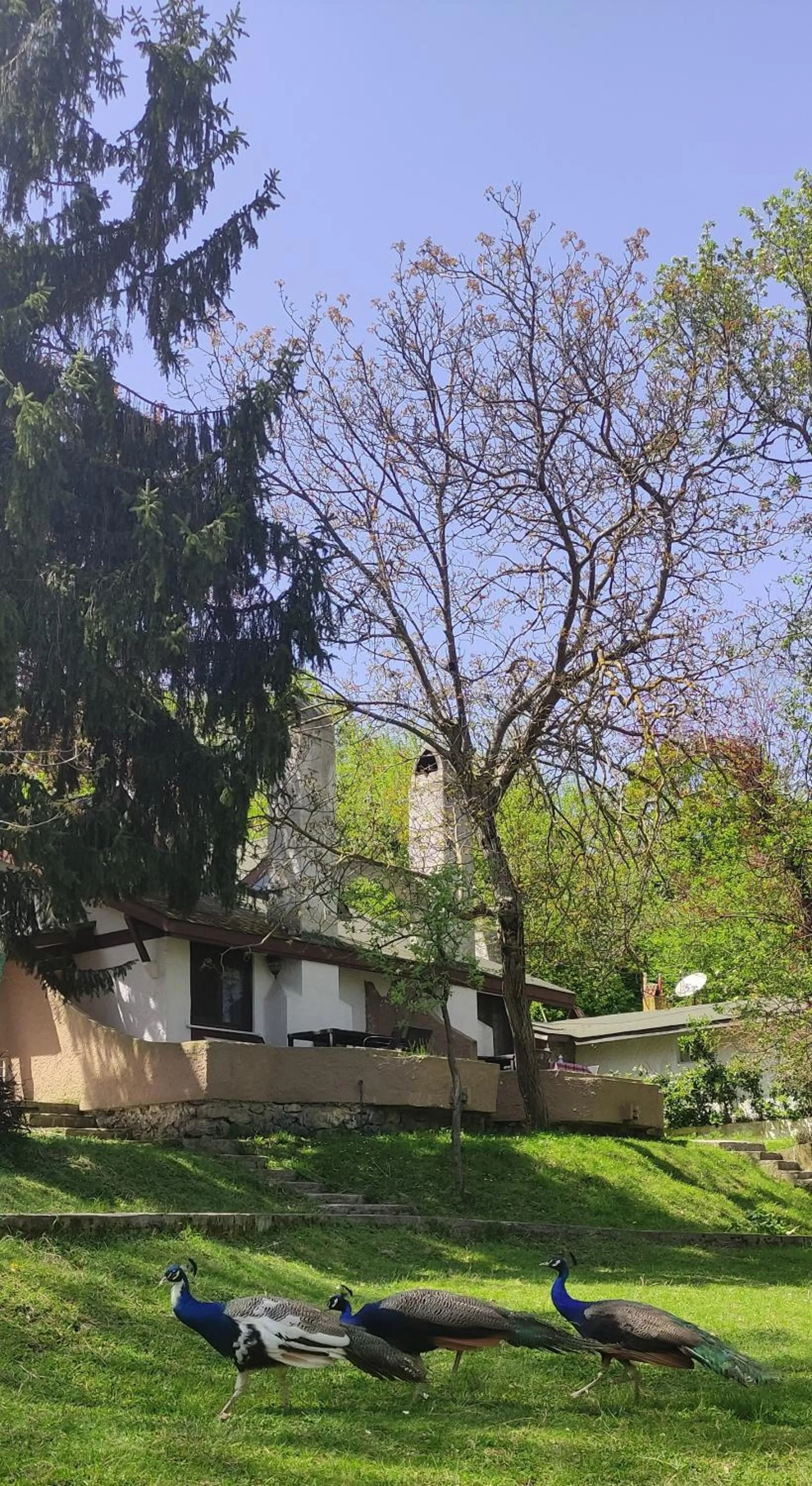 Garden in Polonezköy Country Club & Accommodation in the Wildlife Park!