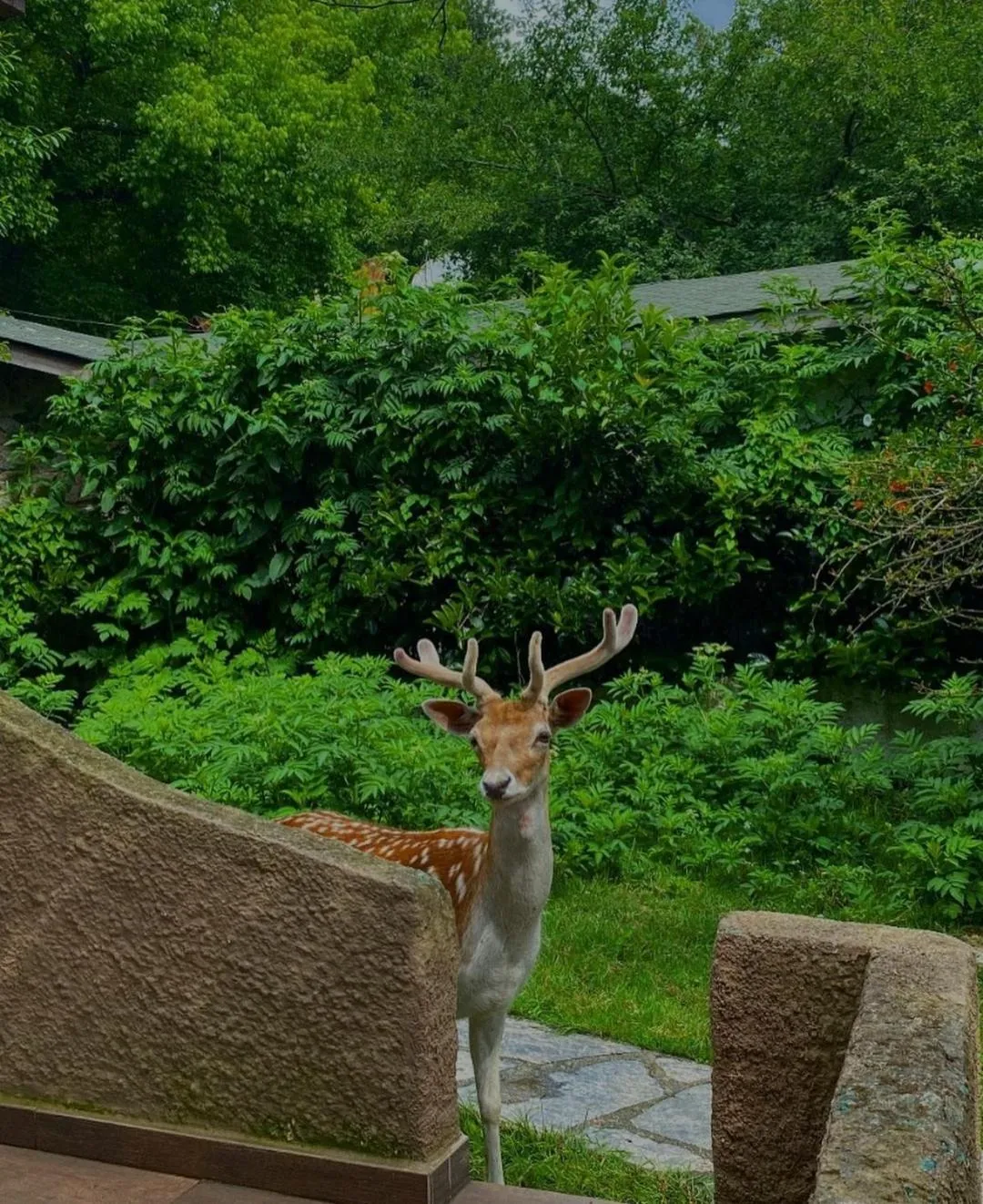 Animals in Polonezköy Country Club & Accommodation in the Wildlife Park!