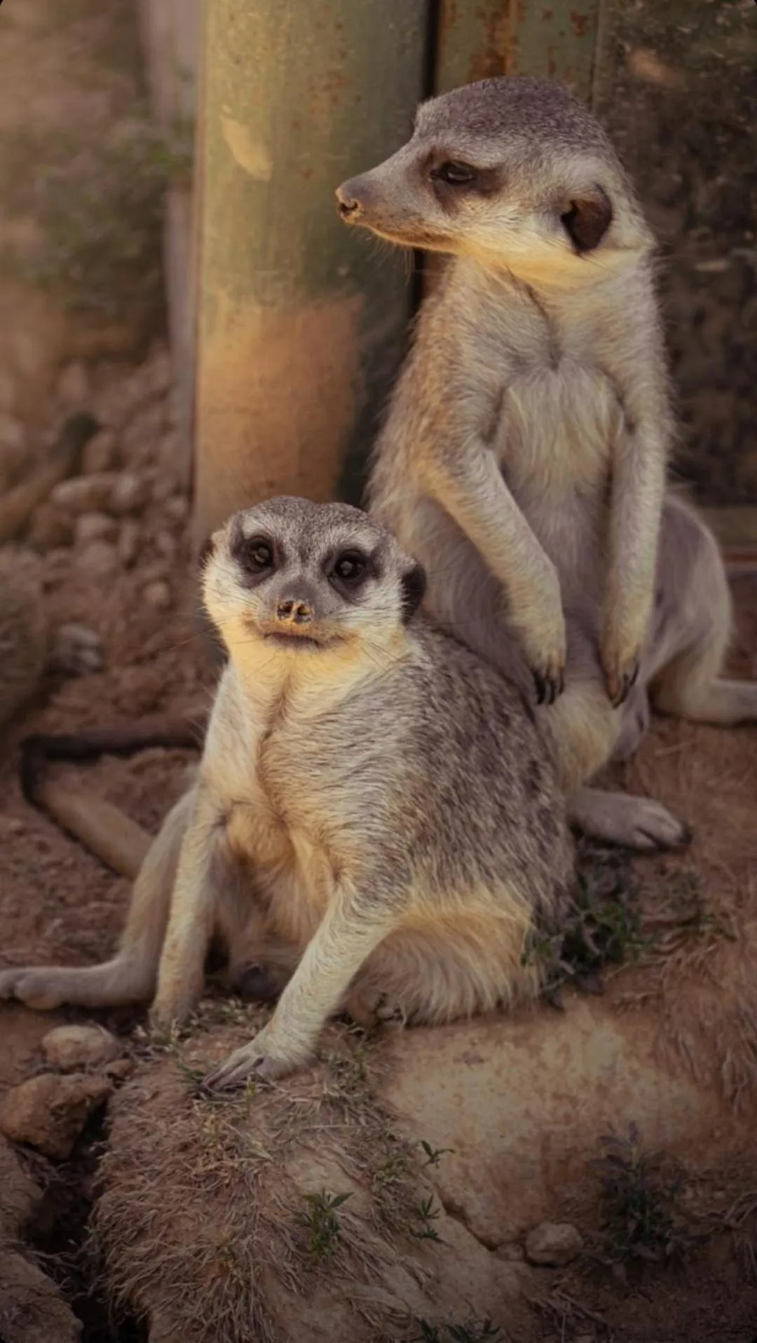 Animals in Polonezköy Country Club & Accommodation in the Wildlife Park!