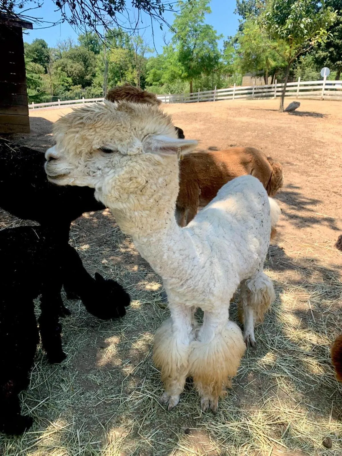 Animals in Polonezköy Country Club & Accommodation in the Wildlife Park!