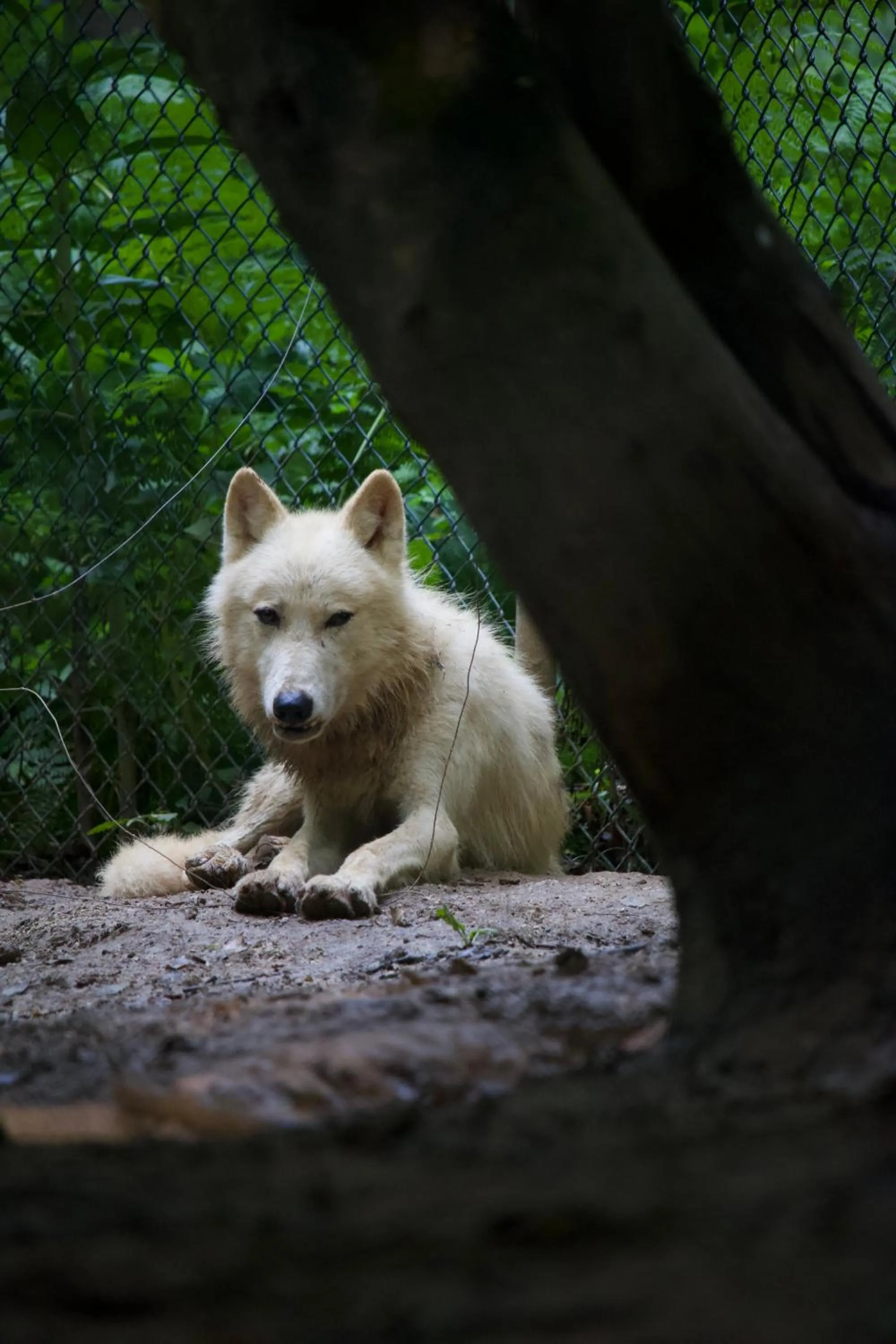 Animals in Polonezköy Country Club & Accommodation in the Wildlife Park!
