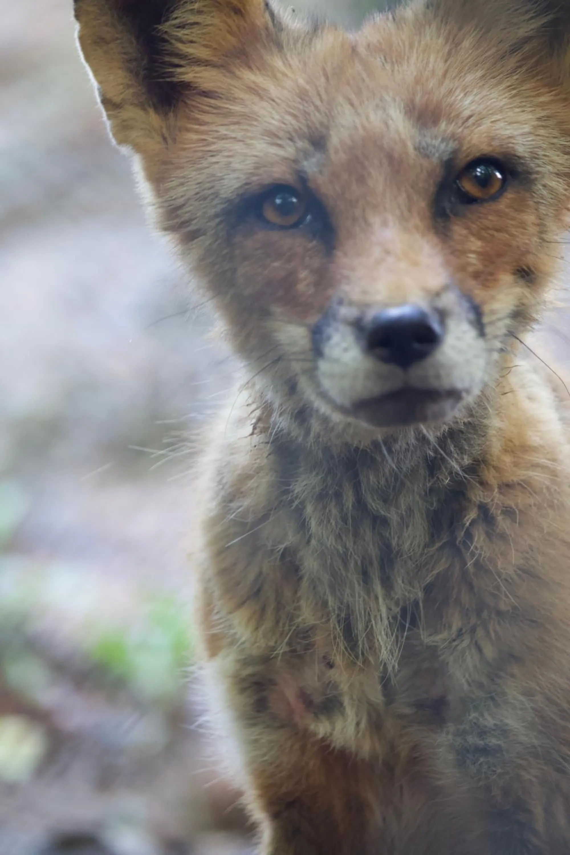 Animals in Polonezköy Country Club & Accommodation in the Wildlife Park!