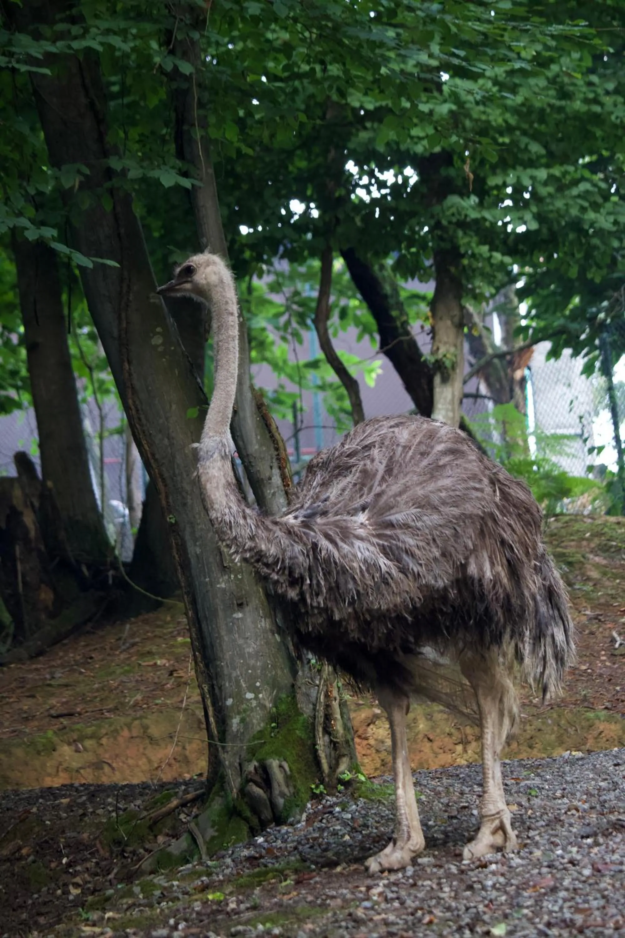 Garden in Polonezköy Country Club & Accommodation in the Wildlife Park!