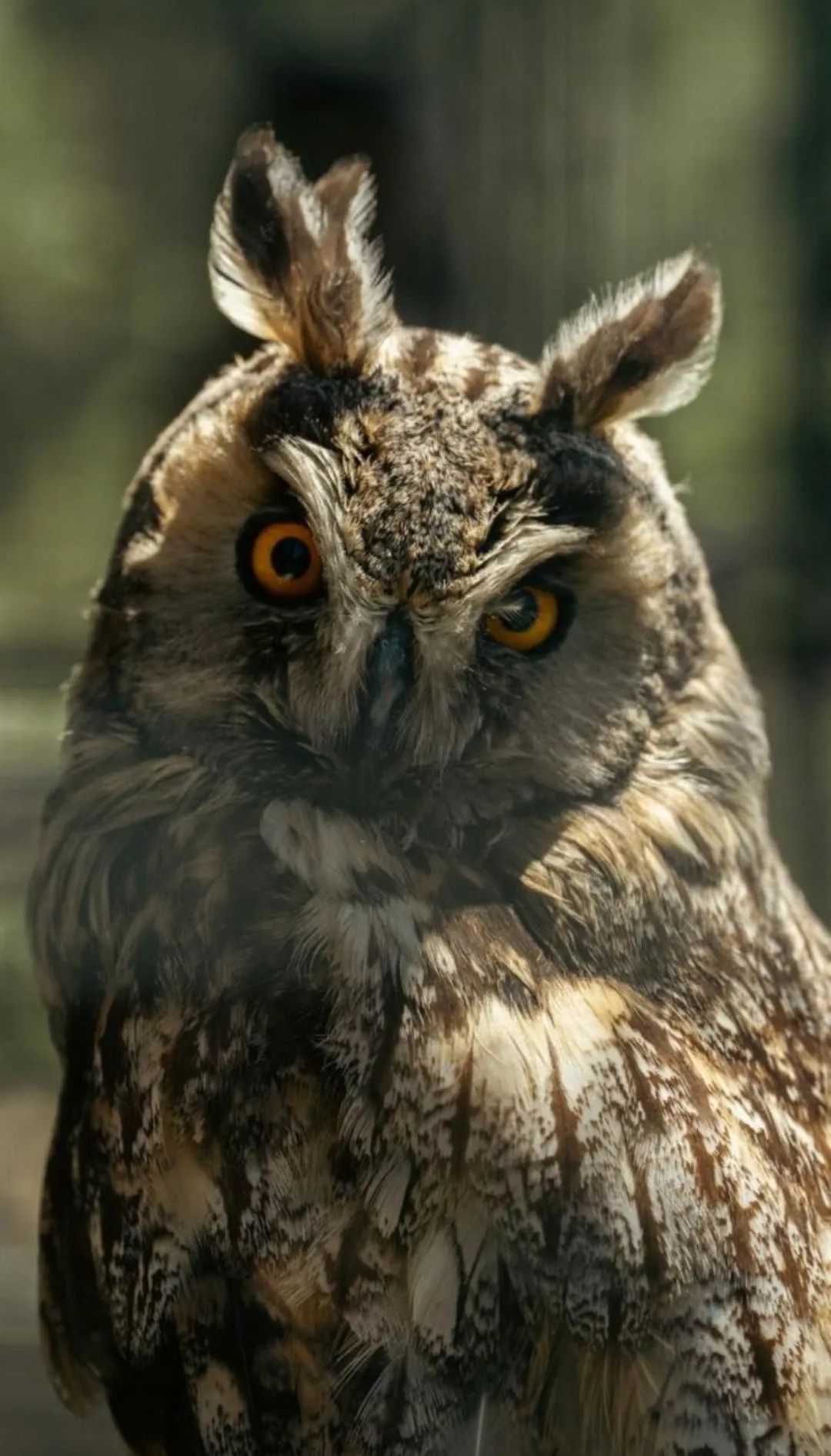 Animals in Polonezköy Country Club & Accommodation in the Wildlife Park!