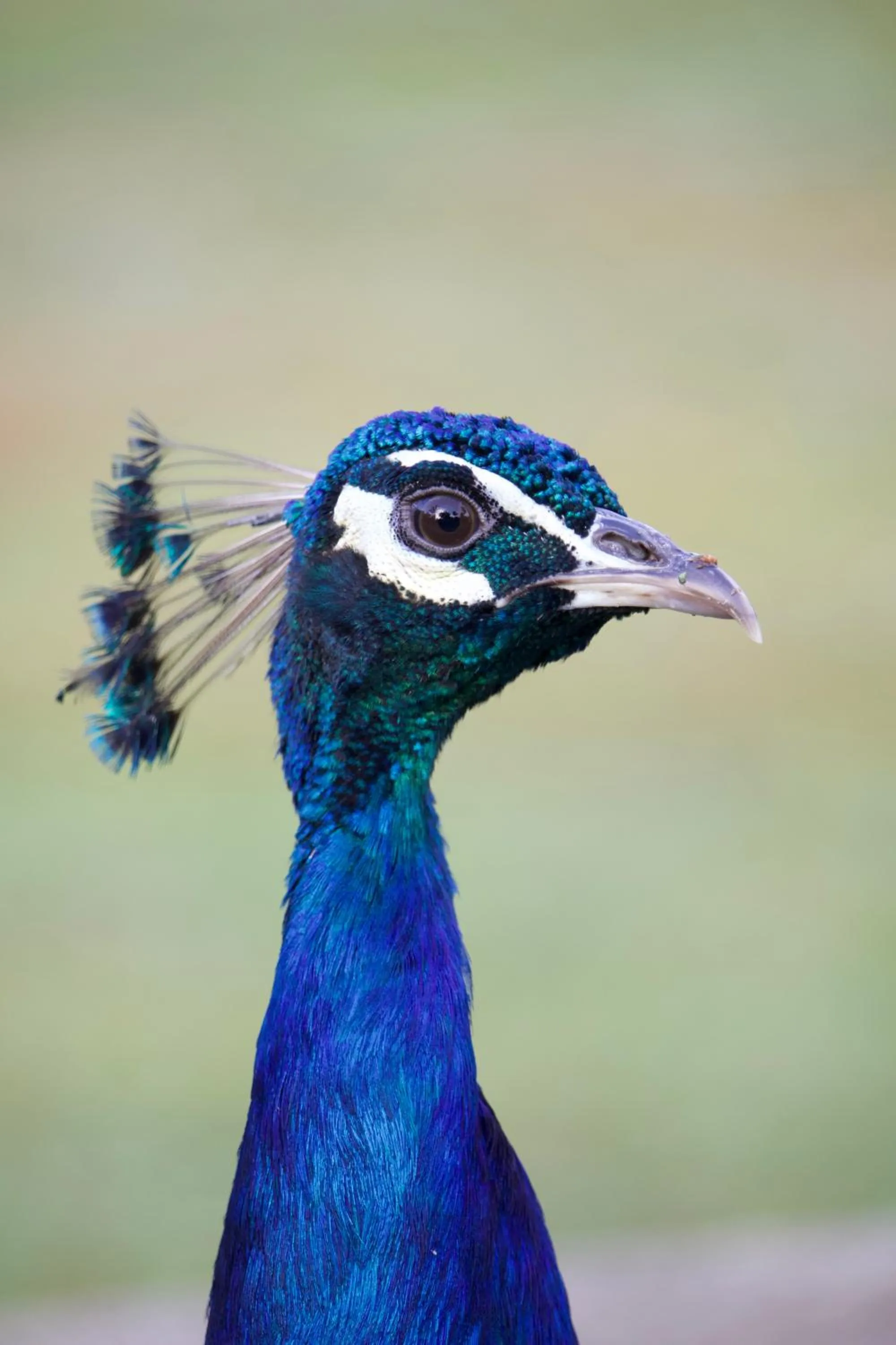 Animals in Polonezköy Country Club & Accommodation in the Wildlife Park!