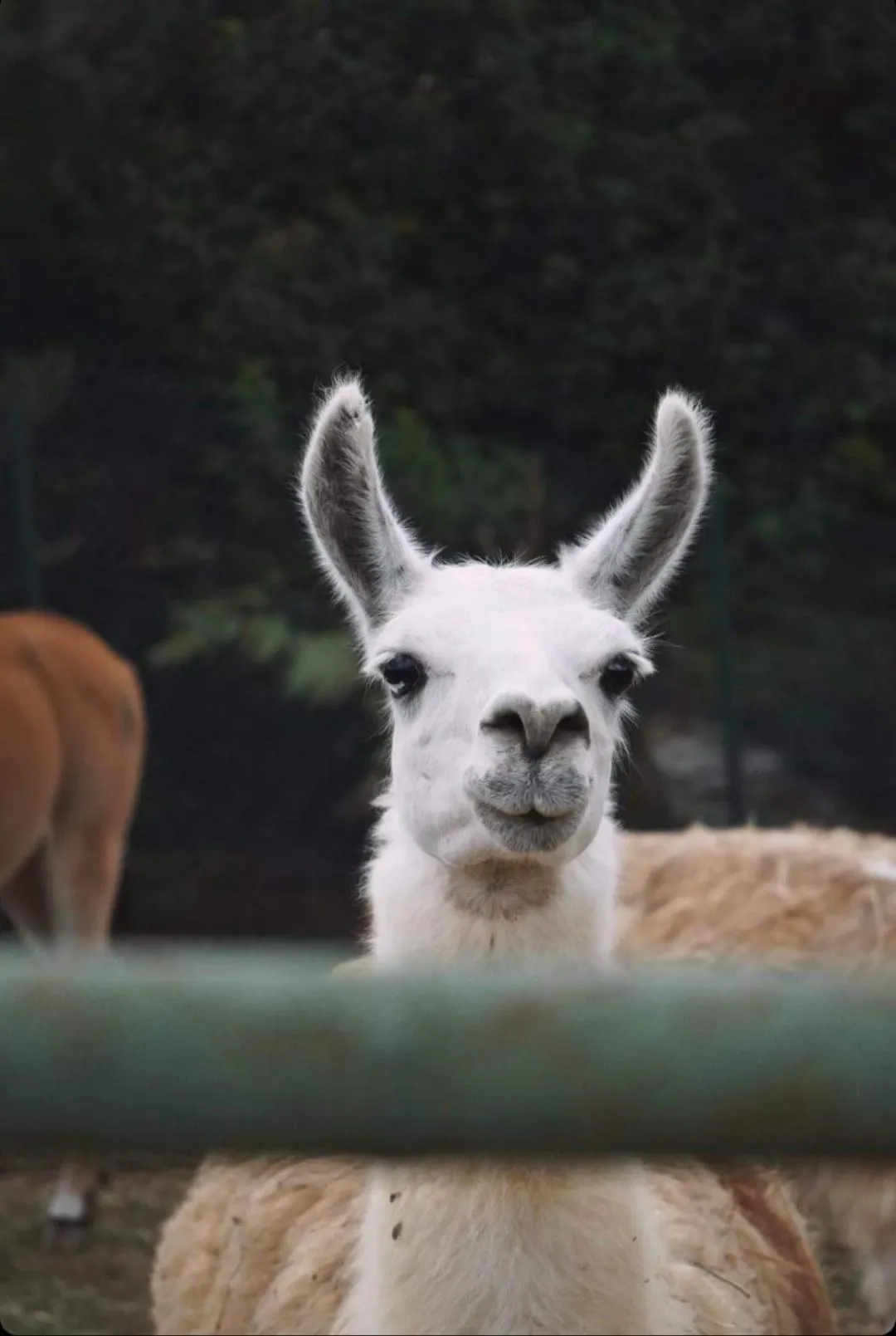 Animals in Polonezköy Country Club & Accommodation in the Wildlife Park!