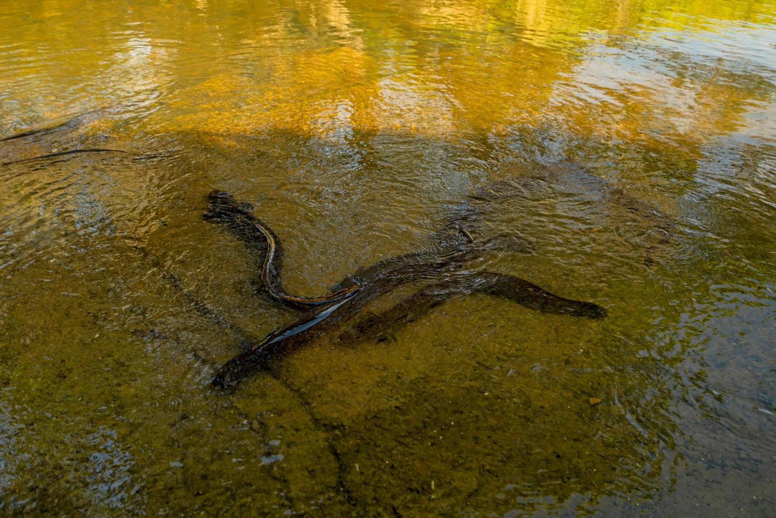Animals in Anglers Lodge