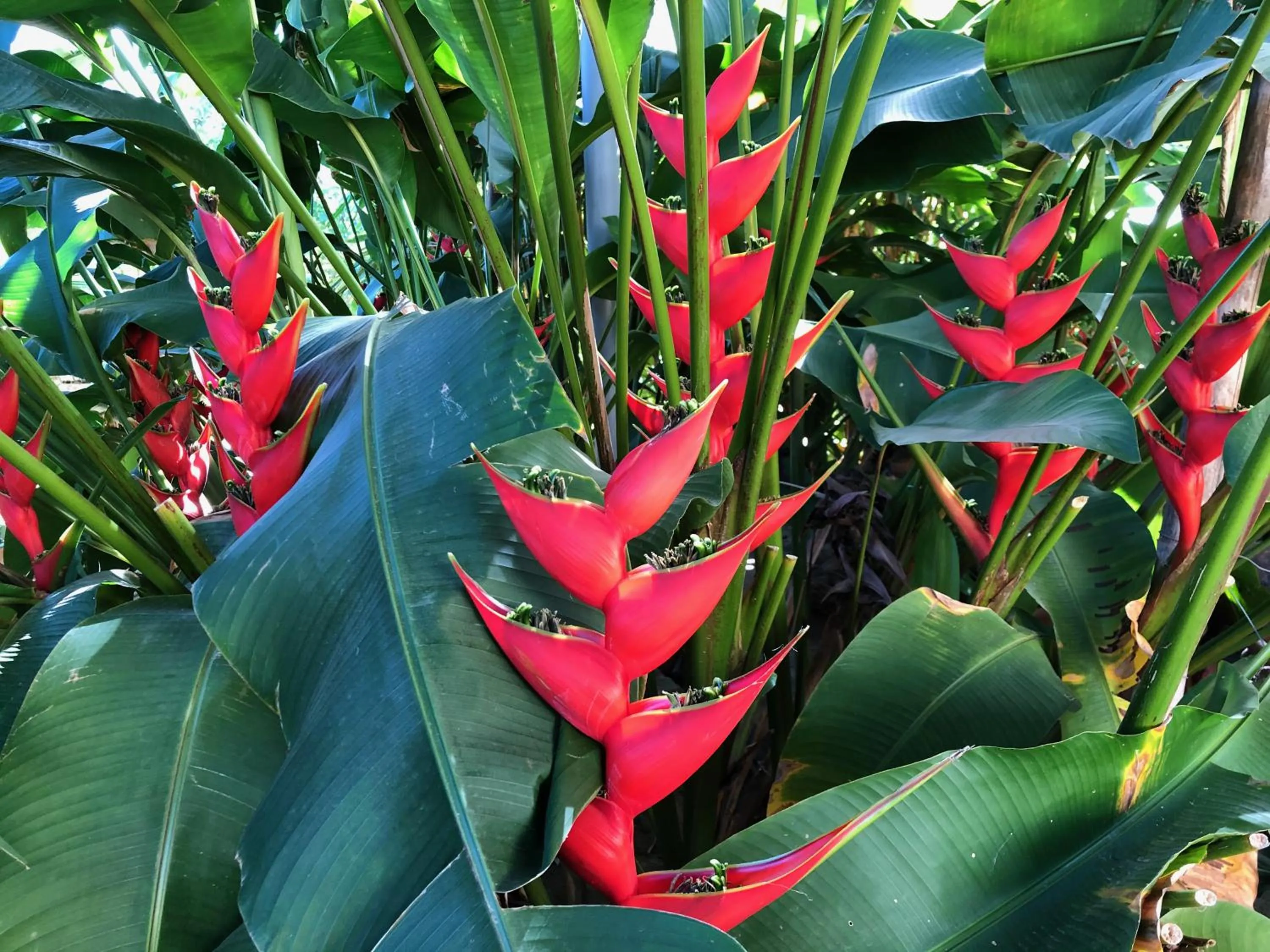 Garden in Strutz Art Garden Resort