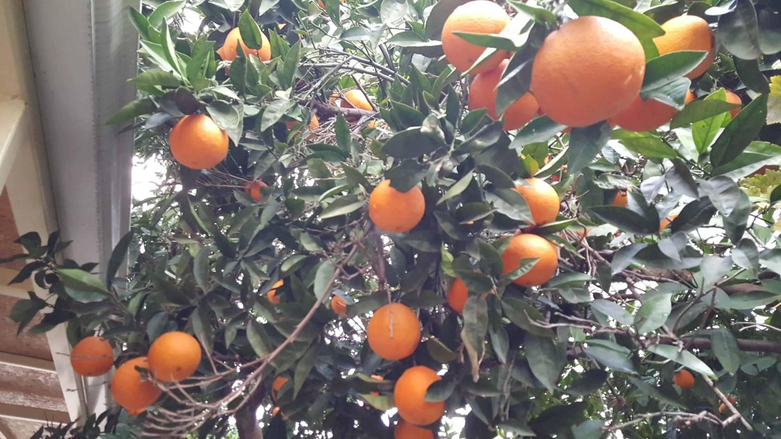 Garden in Kartal Hotel