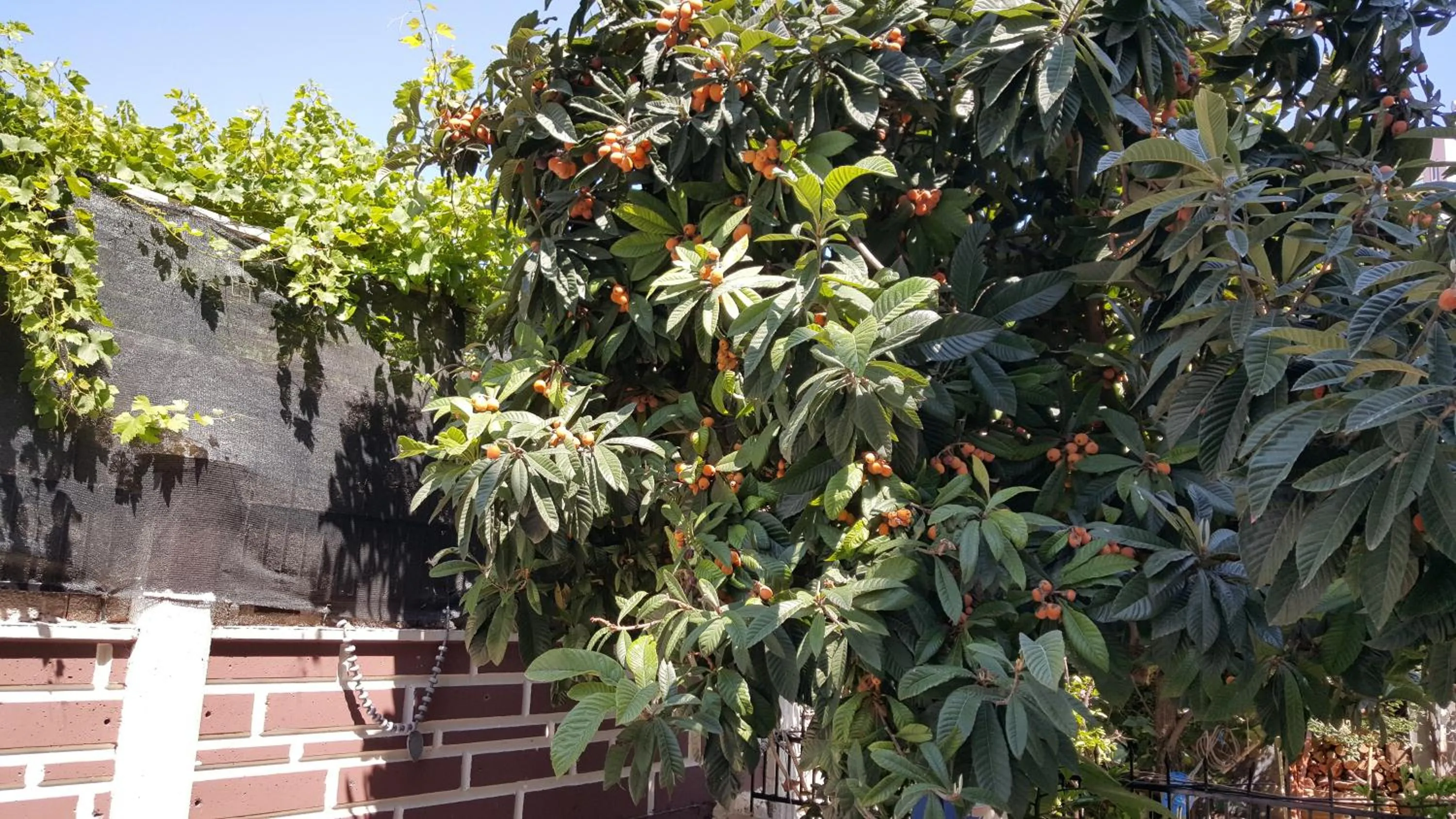 Garden in Kartal Hotel