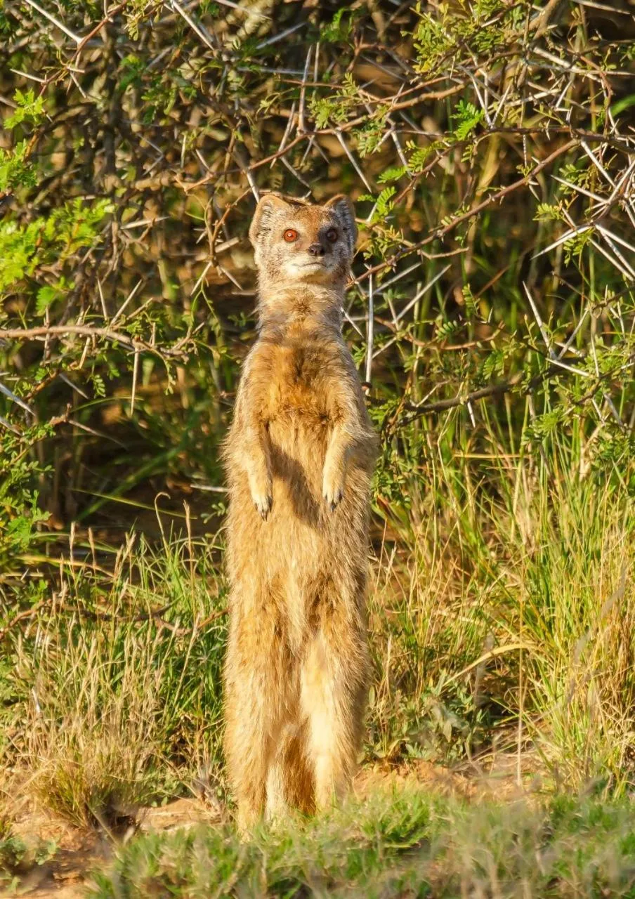 Day in Kwandwe Private Game Reserve - Fort House