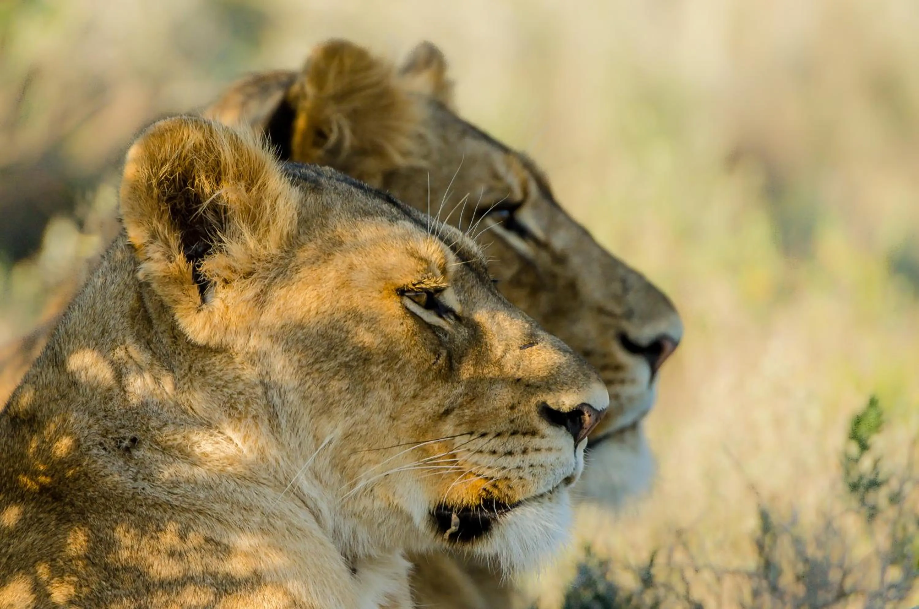 Day in Kwandwe Private Game Reserve - Fort House