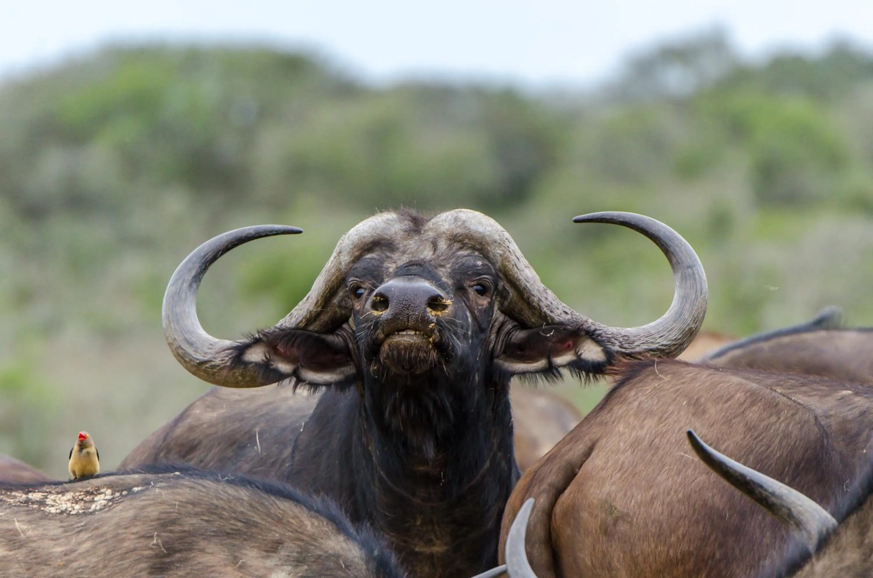 Day in Kwandwe Private Game Reserve - Fort House