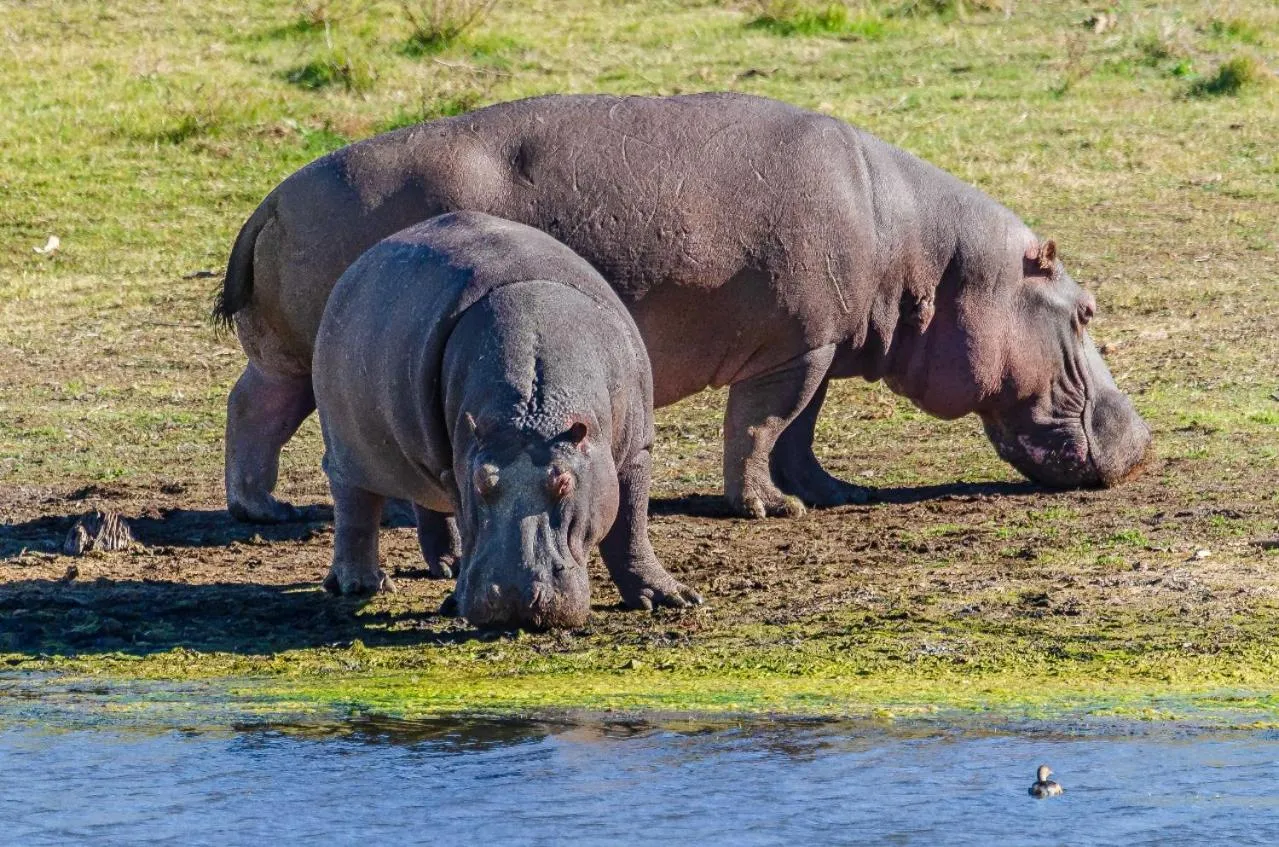 Day in Kwandwe Private Game Reserve - Fort House