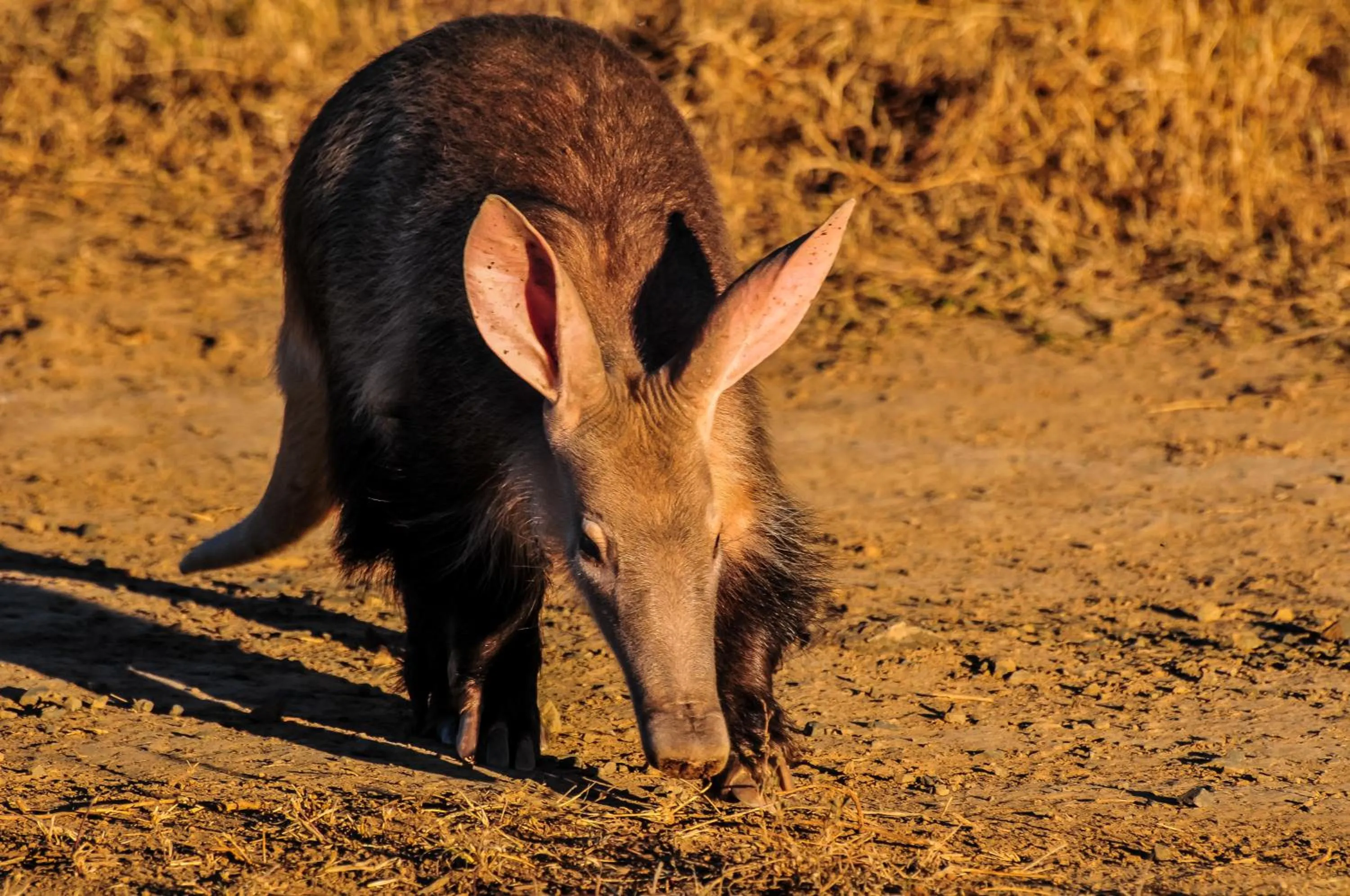 Day in Kwandwe Private Game Reserve - Fort House