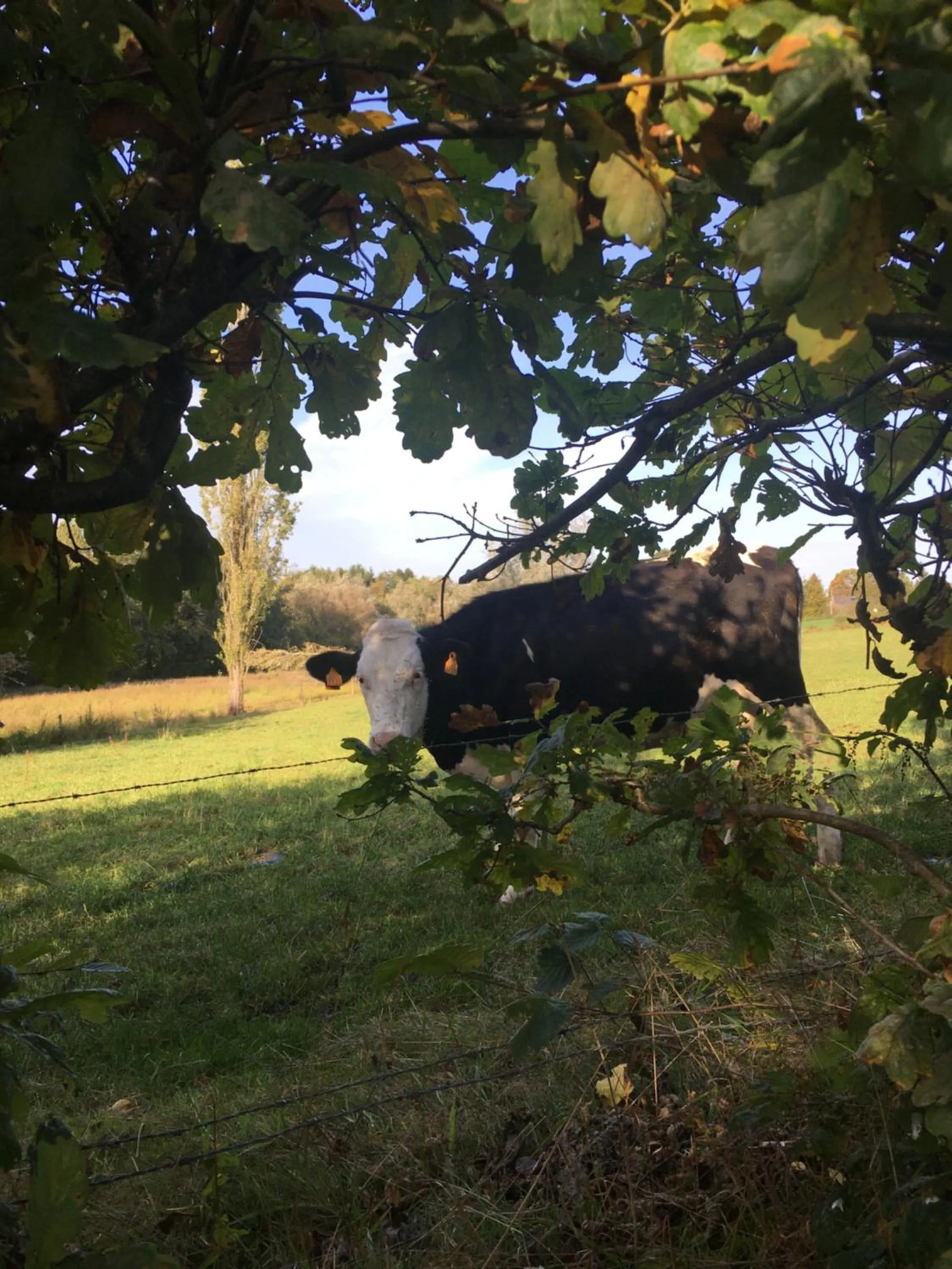 Natural landscape in Hotel-Restaurant Zum Onkel Jonathan