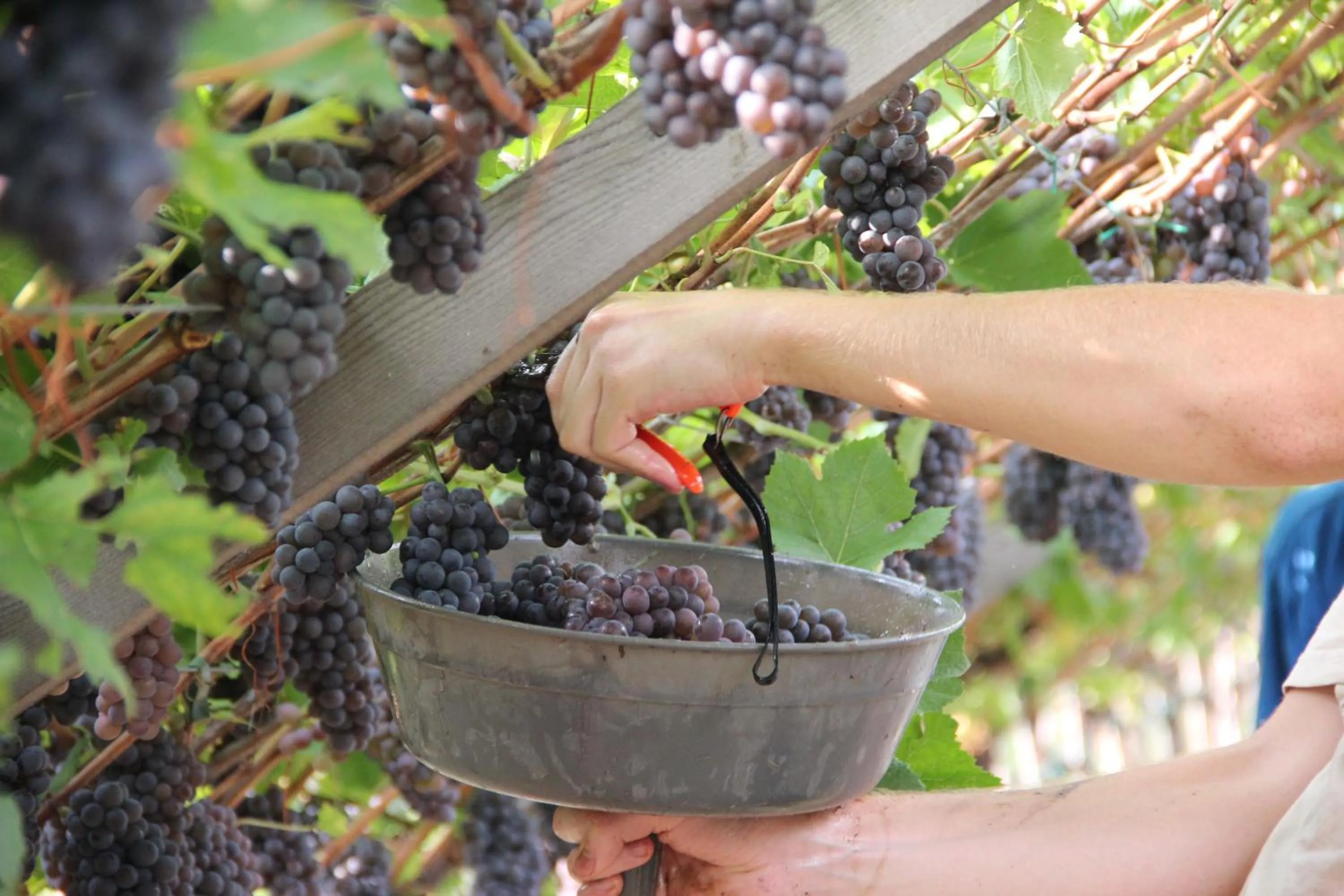 Animals in Casa Maria Apartments