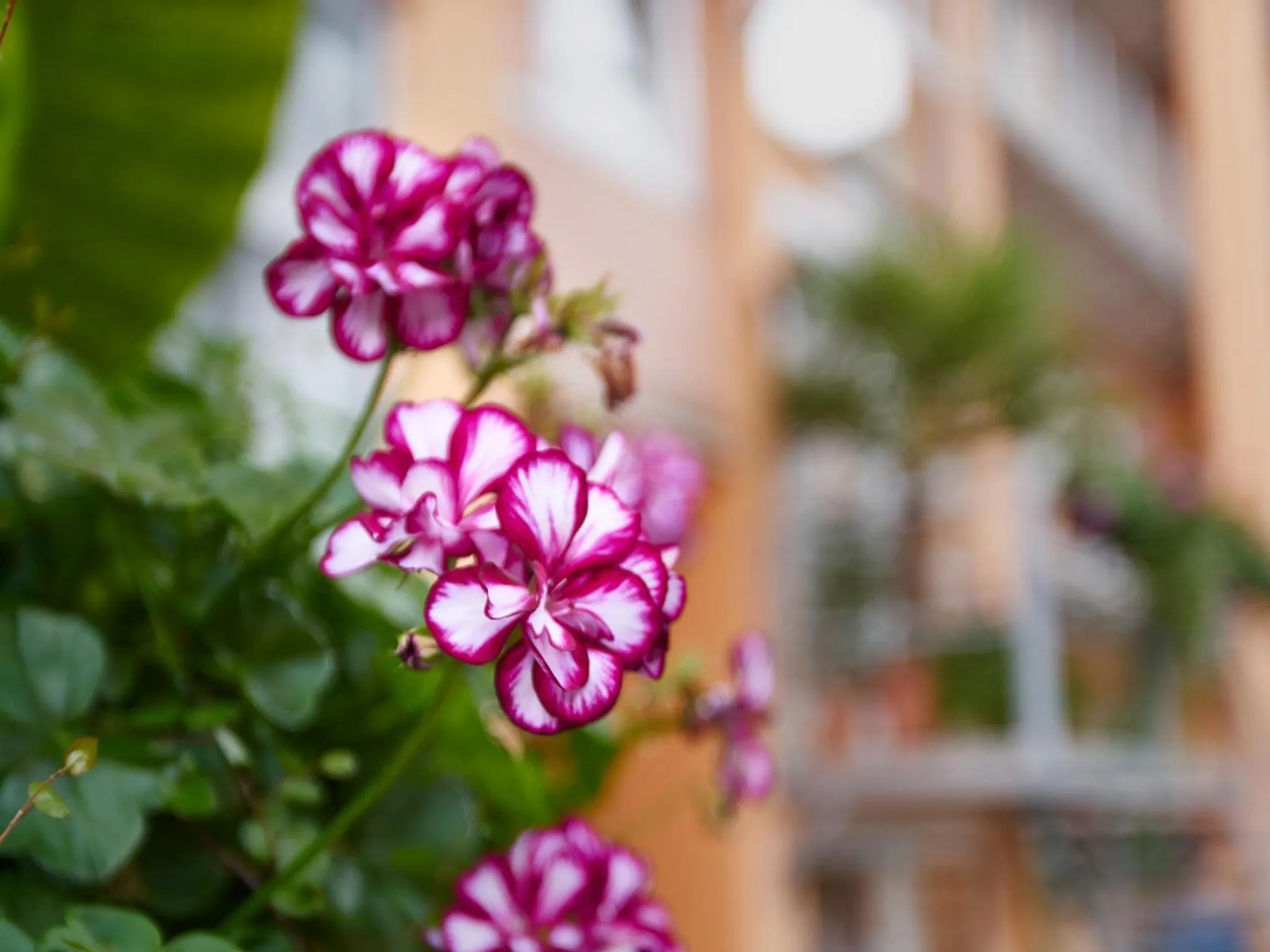 Patio in Hotel Alfa Zentrum