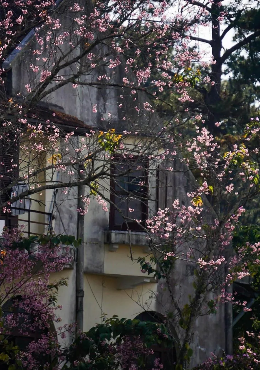 Spring in HOMESTAY THÙY DƯƠNG