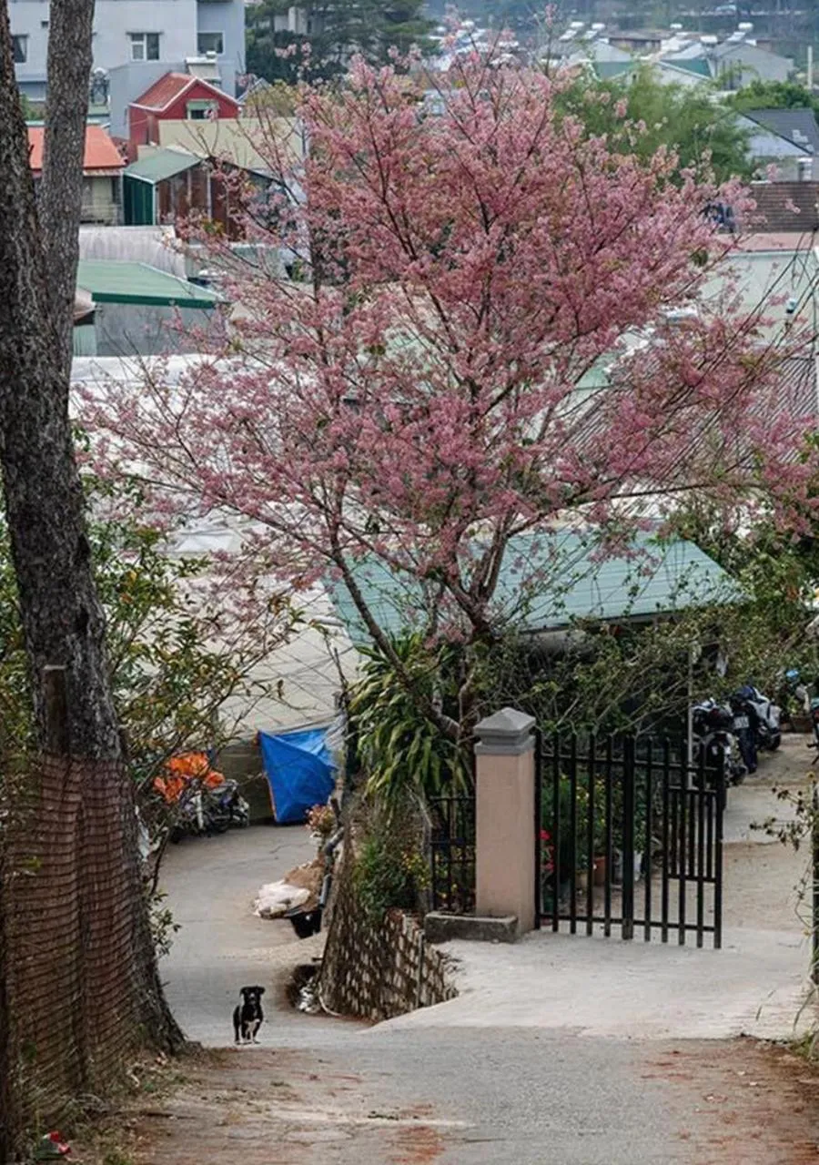 Spring in HOMESTAY THÙY DƯƠNG