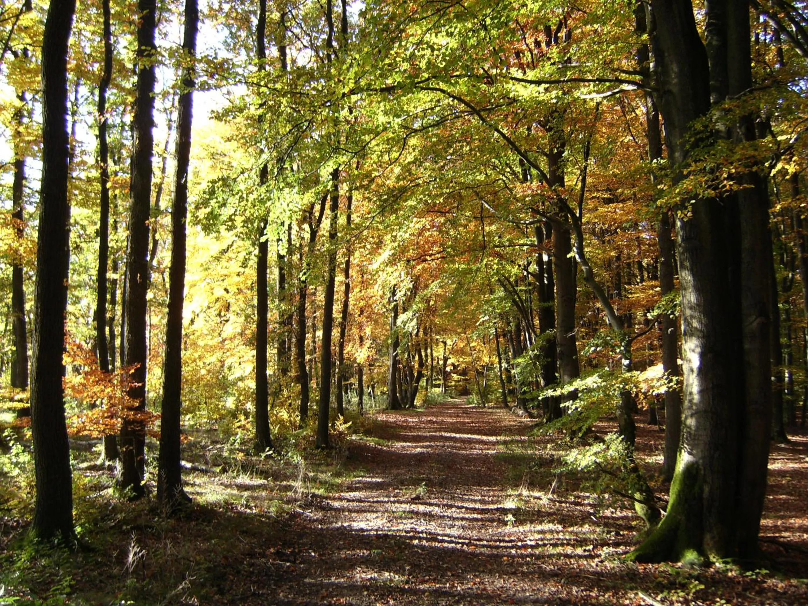 Natural landscape in Landhotel Halbfas-Alterauge