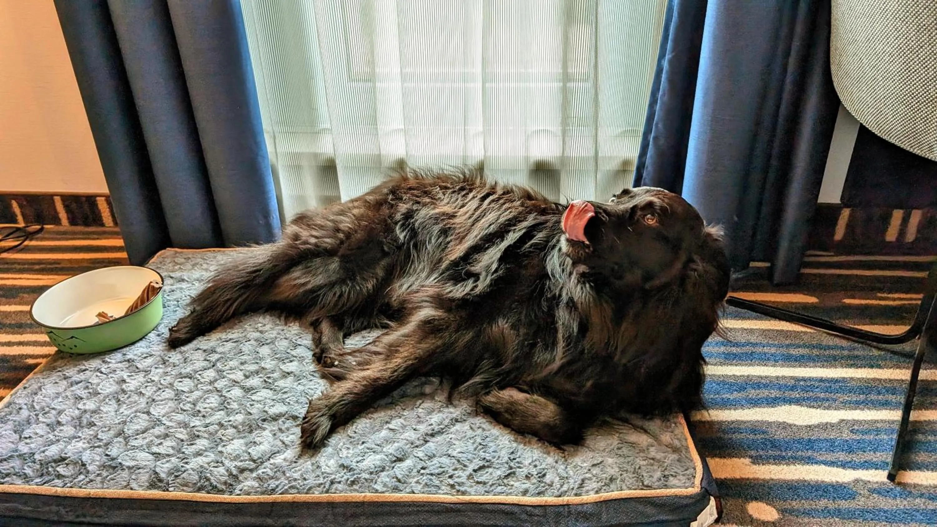 Pets in Mercure Hotel Hamburg Mitte