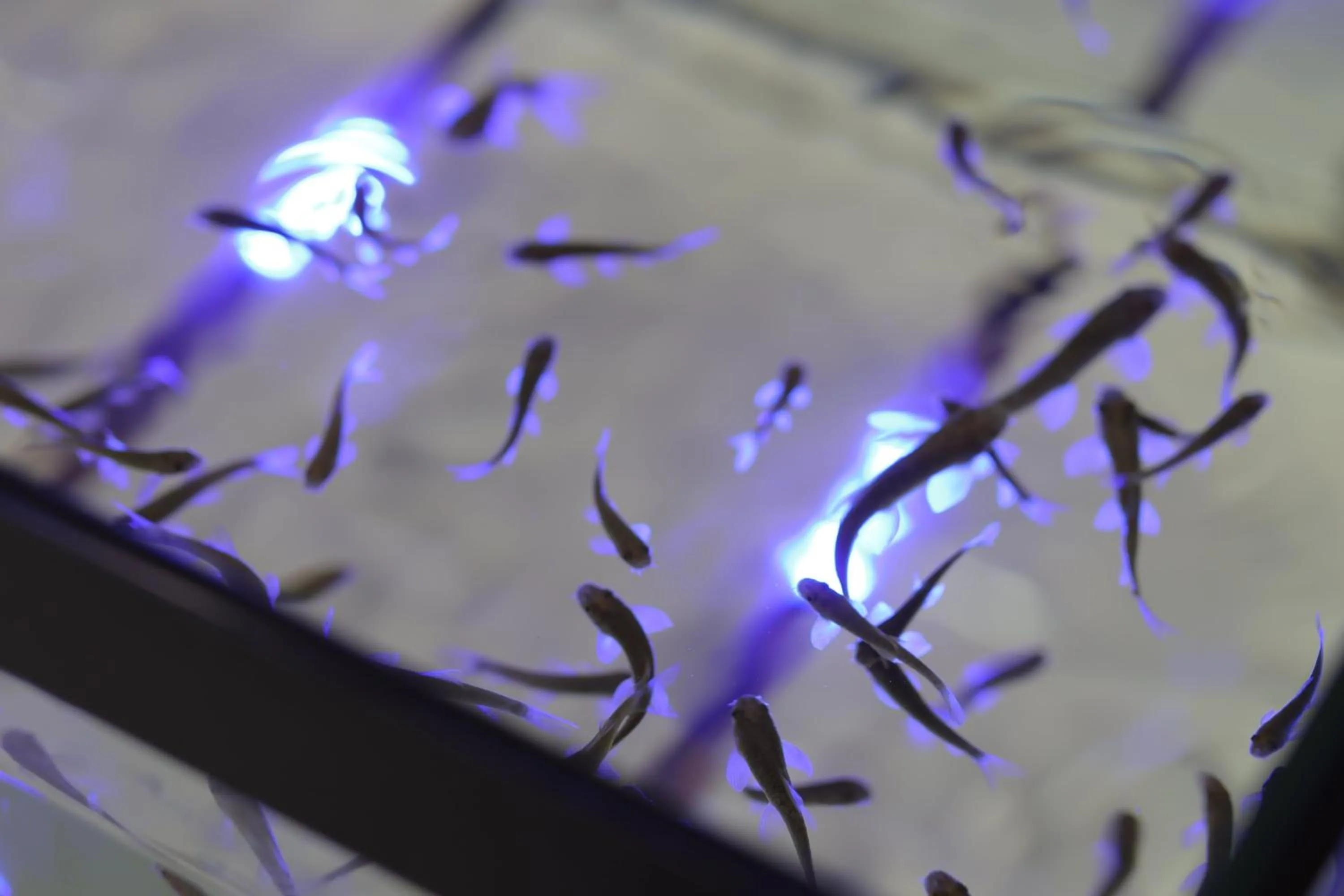 Spa and wellness centre/facilities in Emin Koçak Termal & Spa - Convention Center