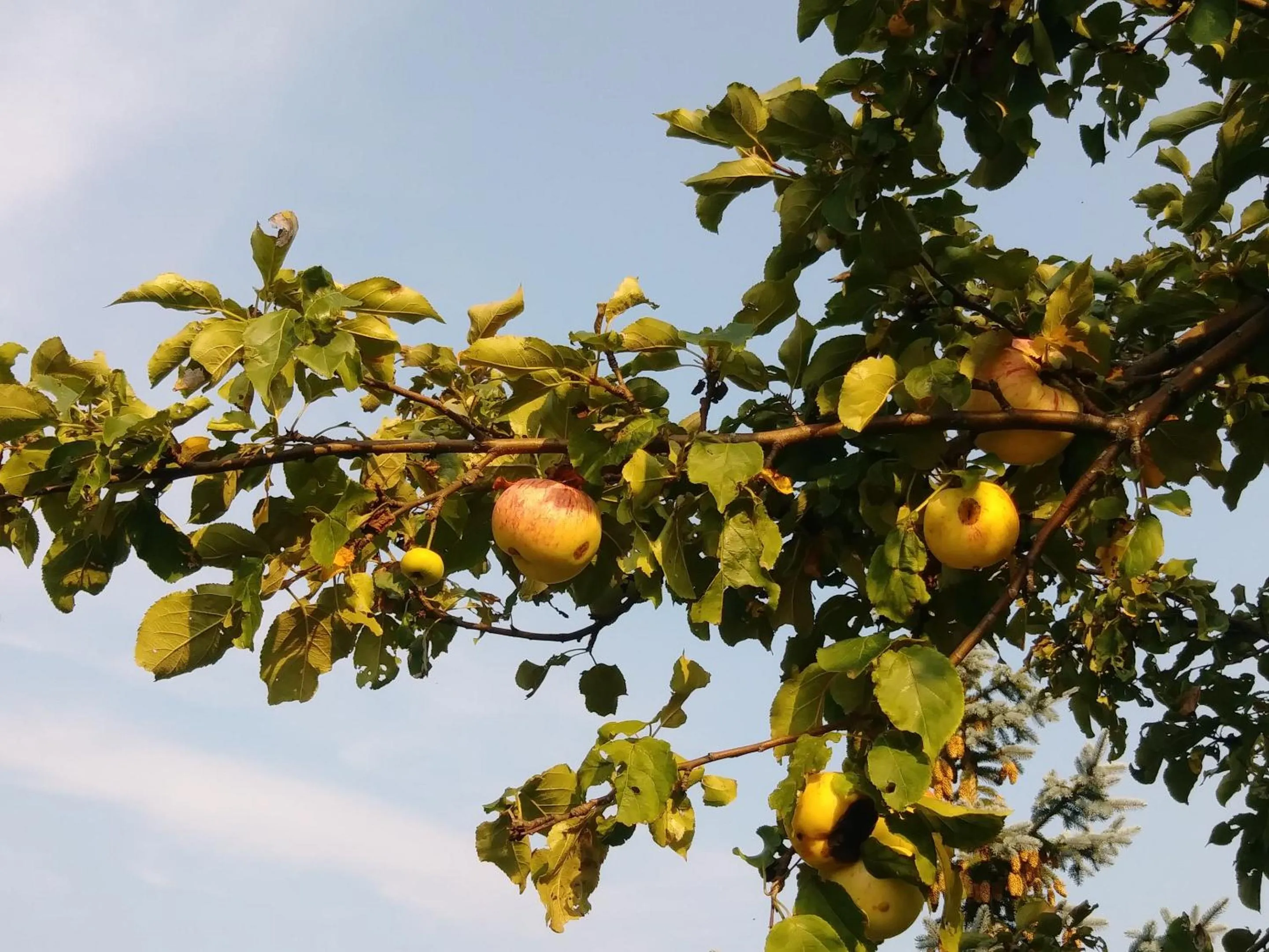 Garden in Twin Peaks B&B