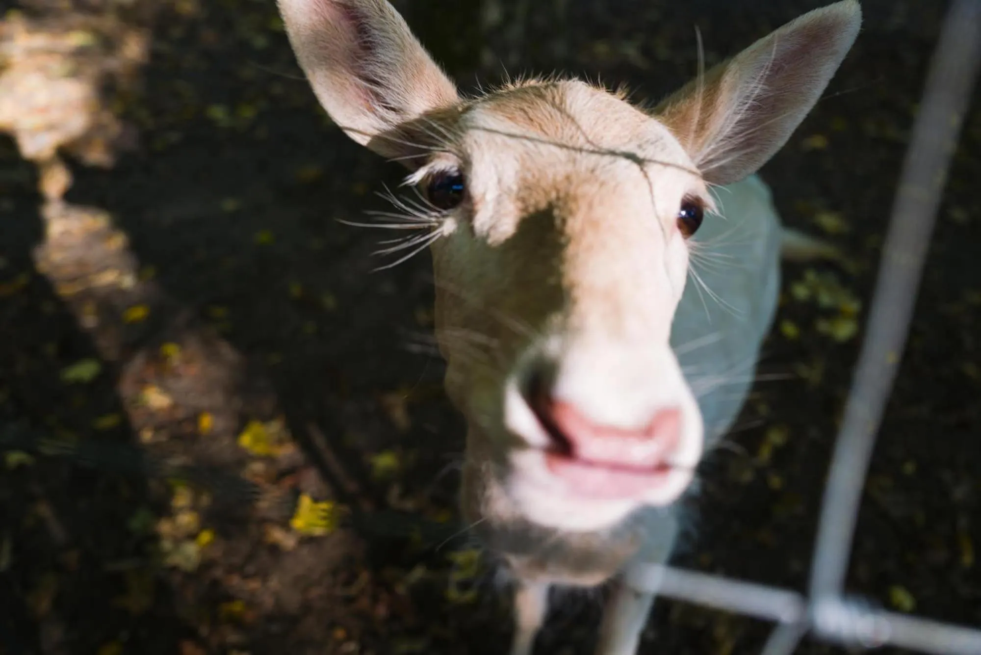 Animals in Gräflicher Park Health & Balance Resort