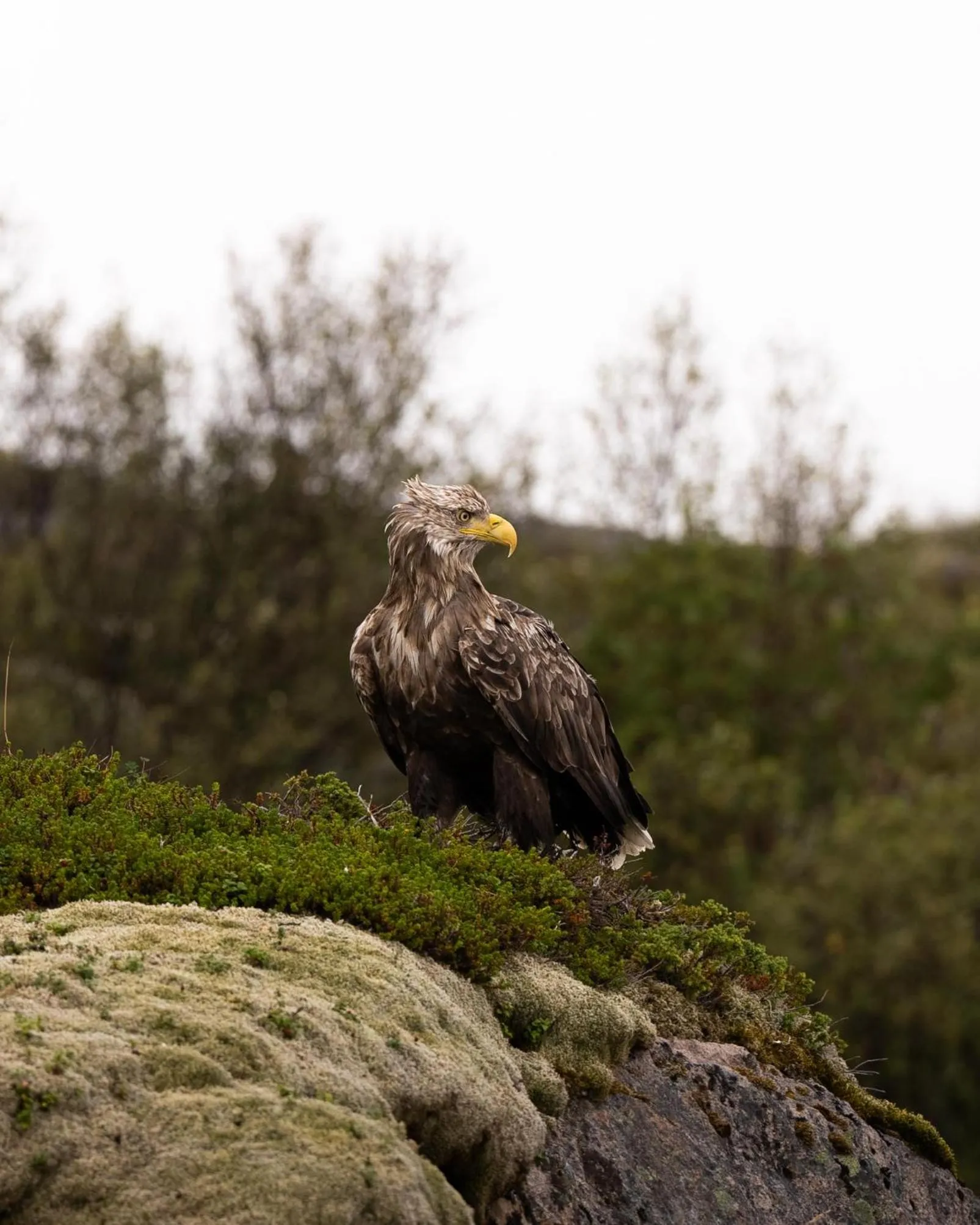 Animals in Gulbrakka Basecamp