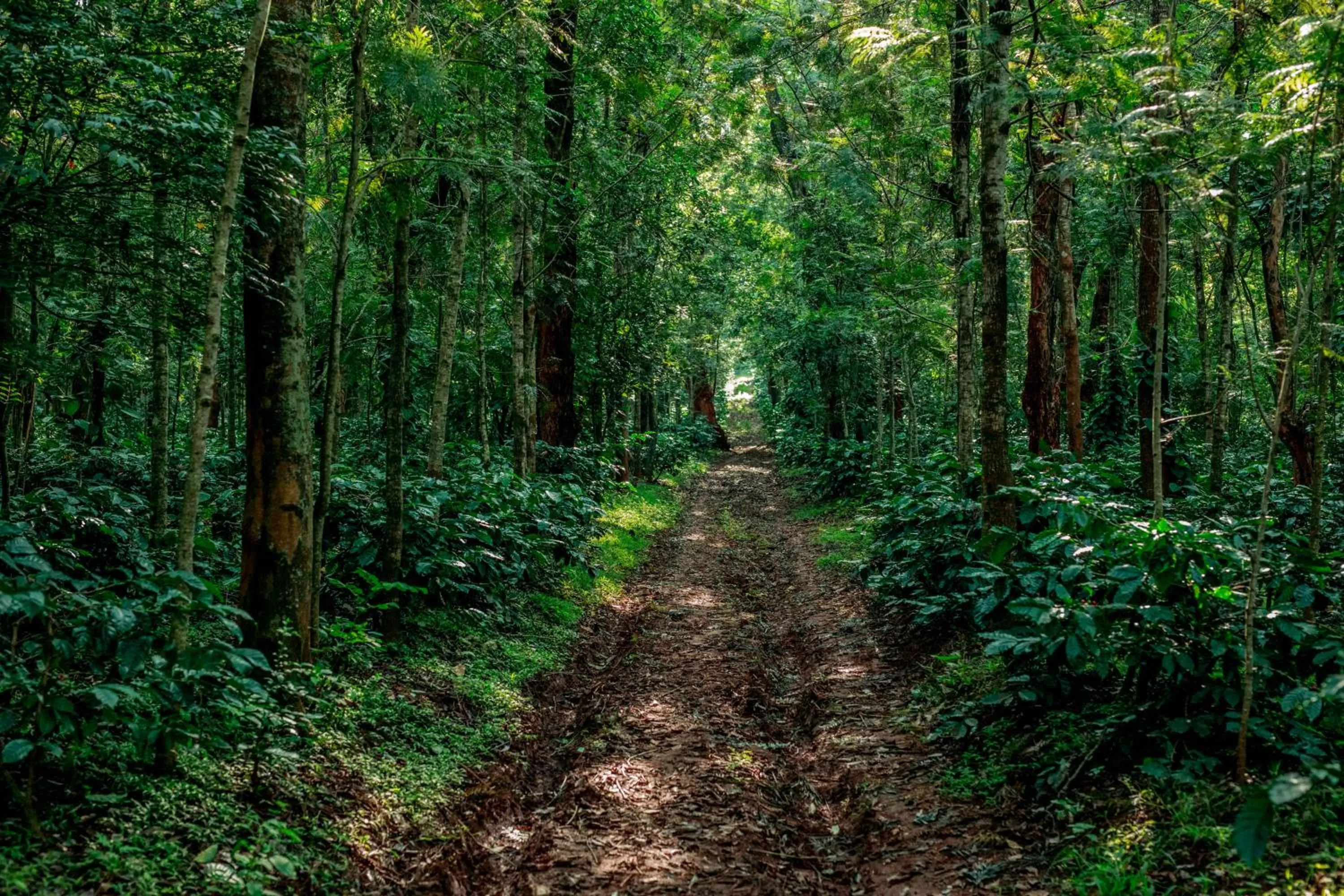 Garden view in The Blossom Resort - Chikmagalur