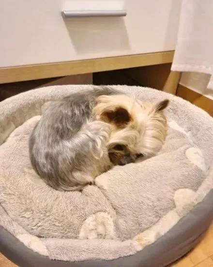 Pets in Hotel Ferienhaus Fux