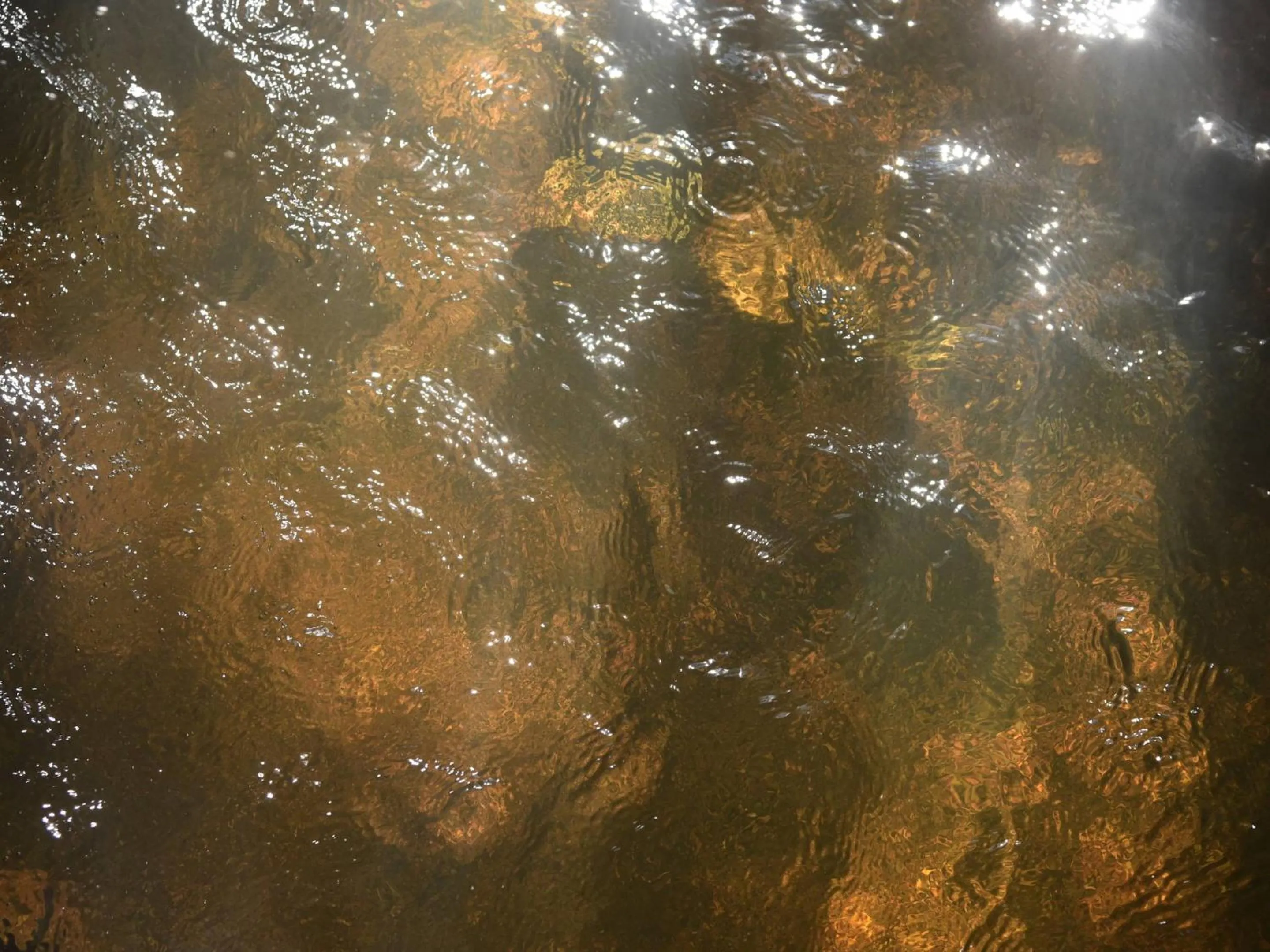 Photo of the whole room in Kohanyu