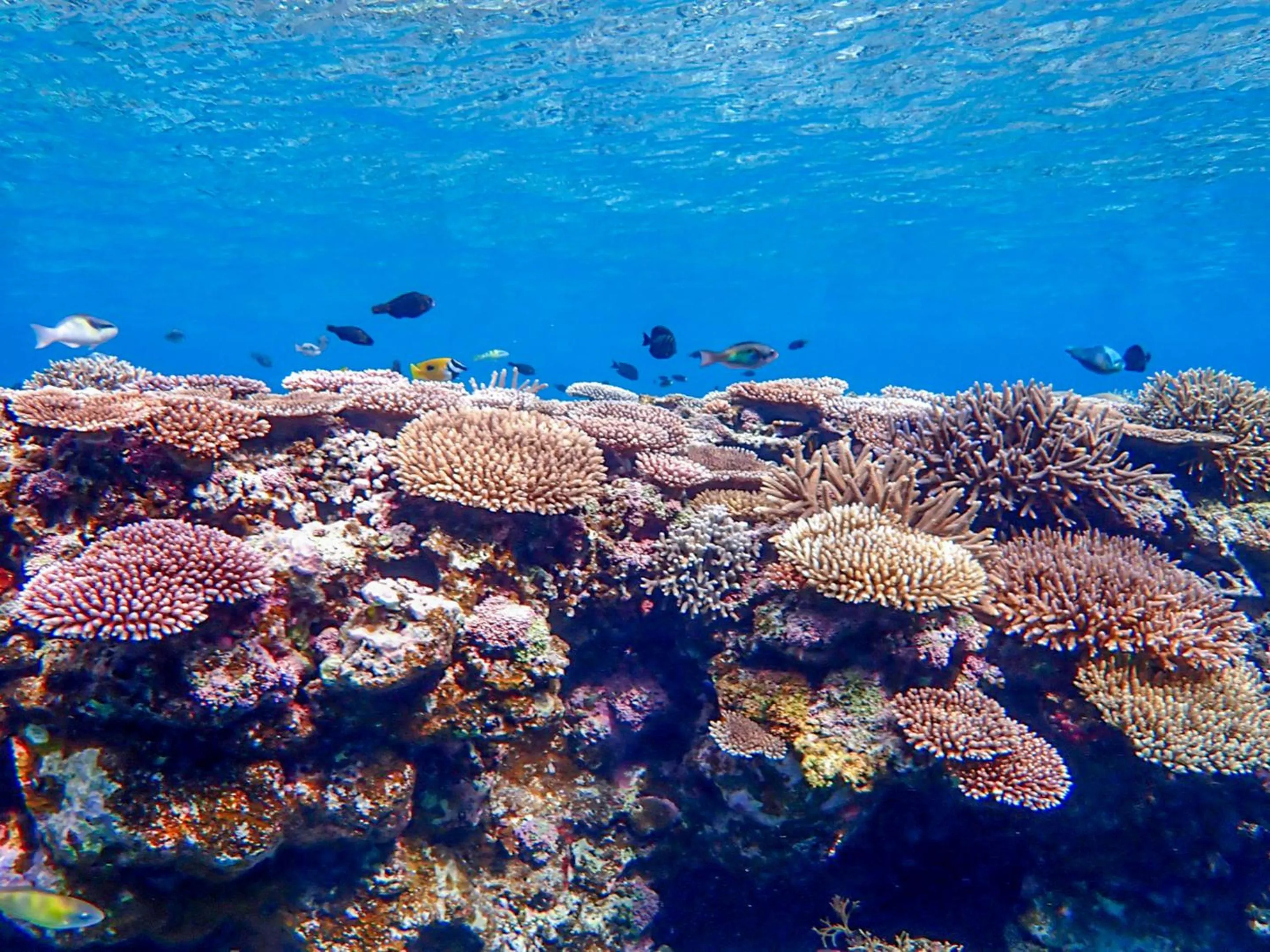 Natural landscape in Ocean Front Maezato